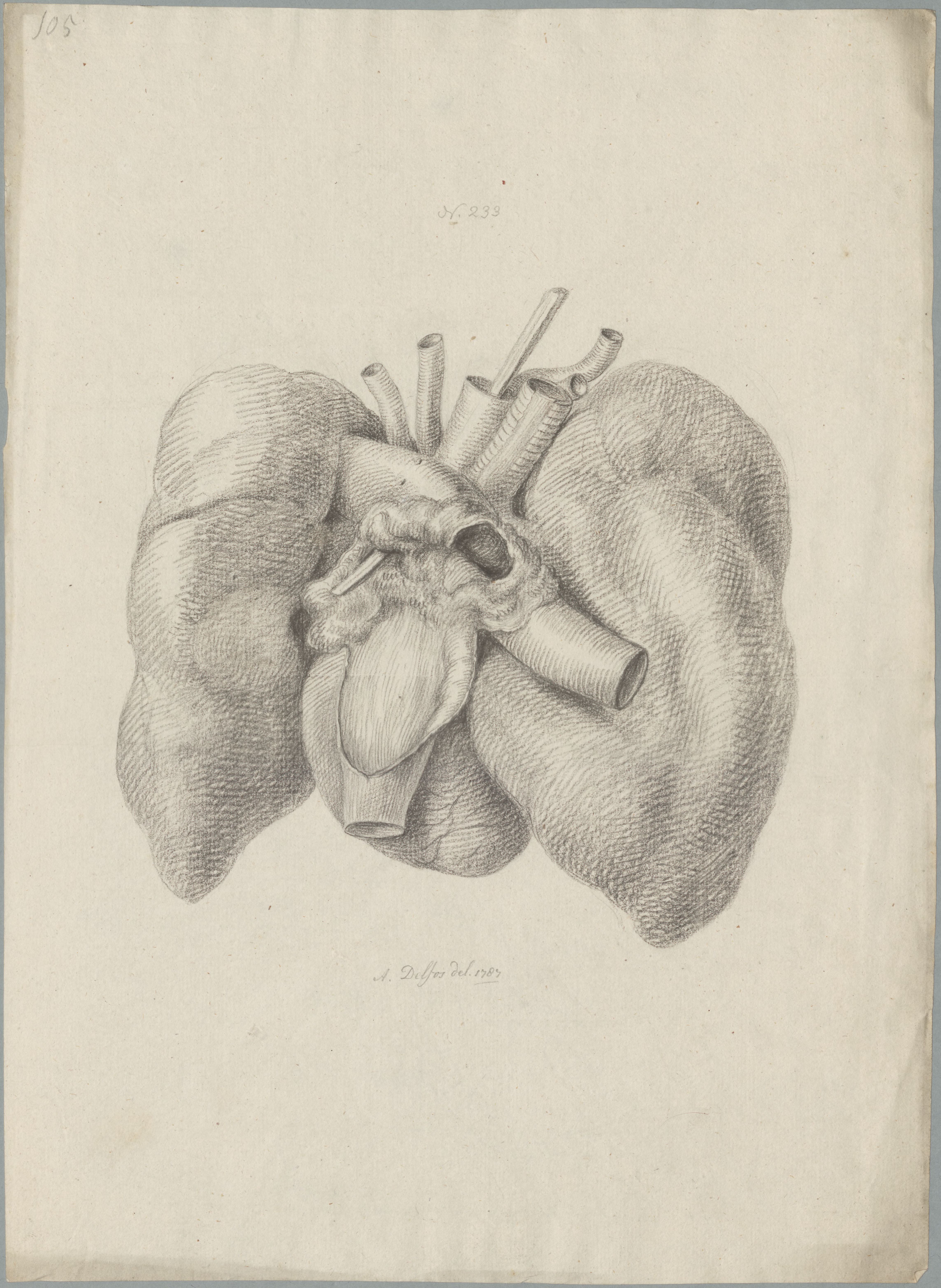 Specimens: heart, lungs