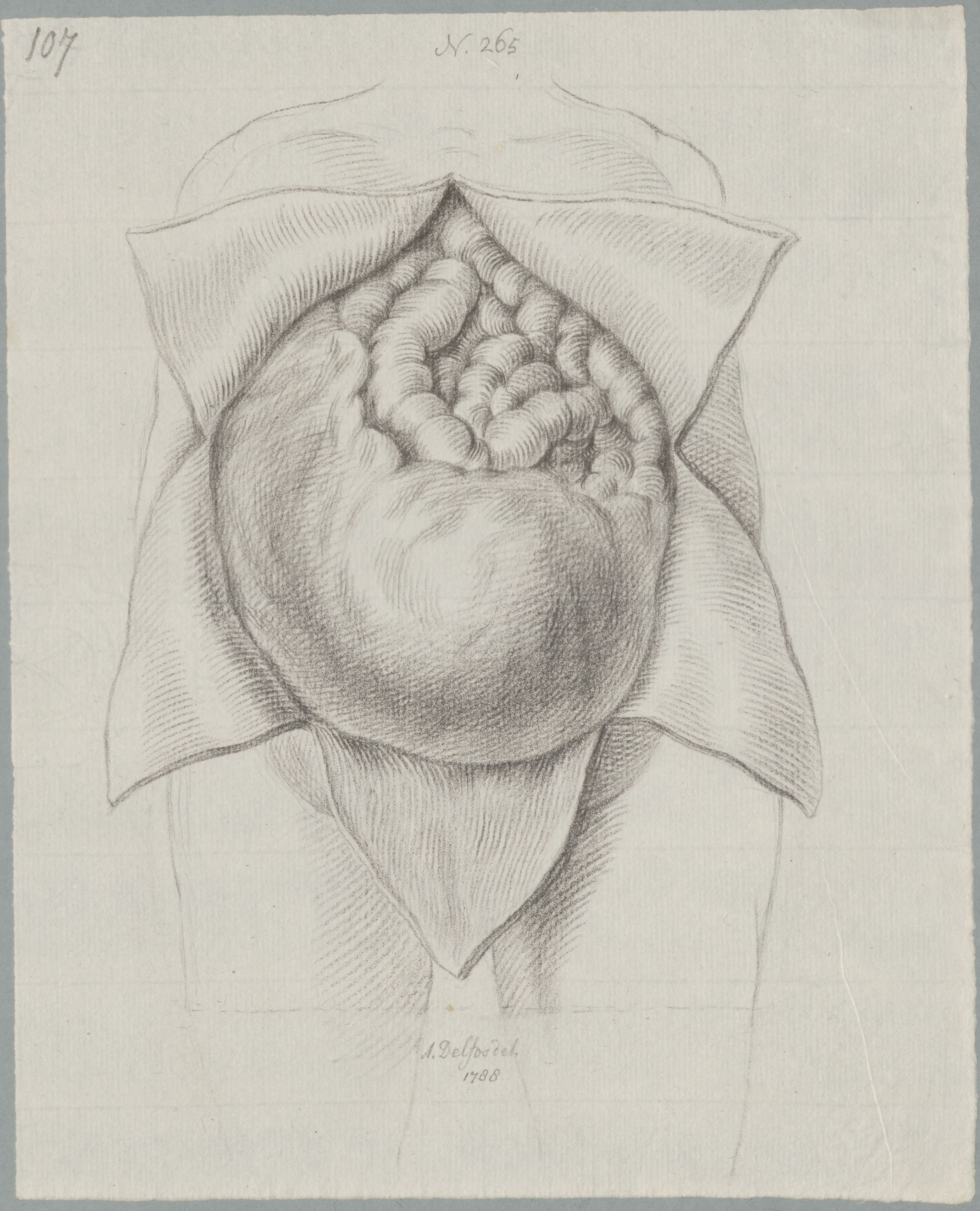 Specimens: ovaries