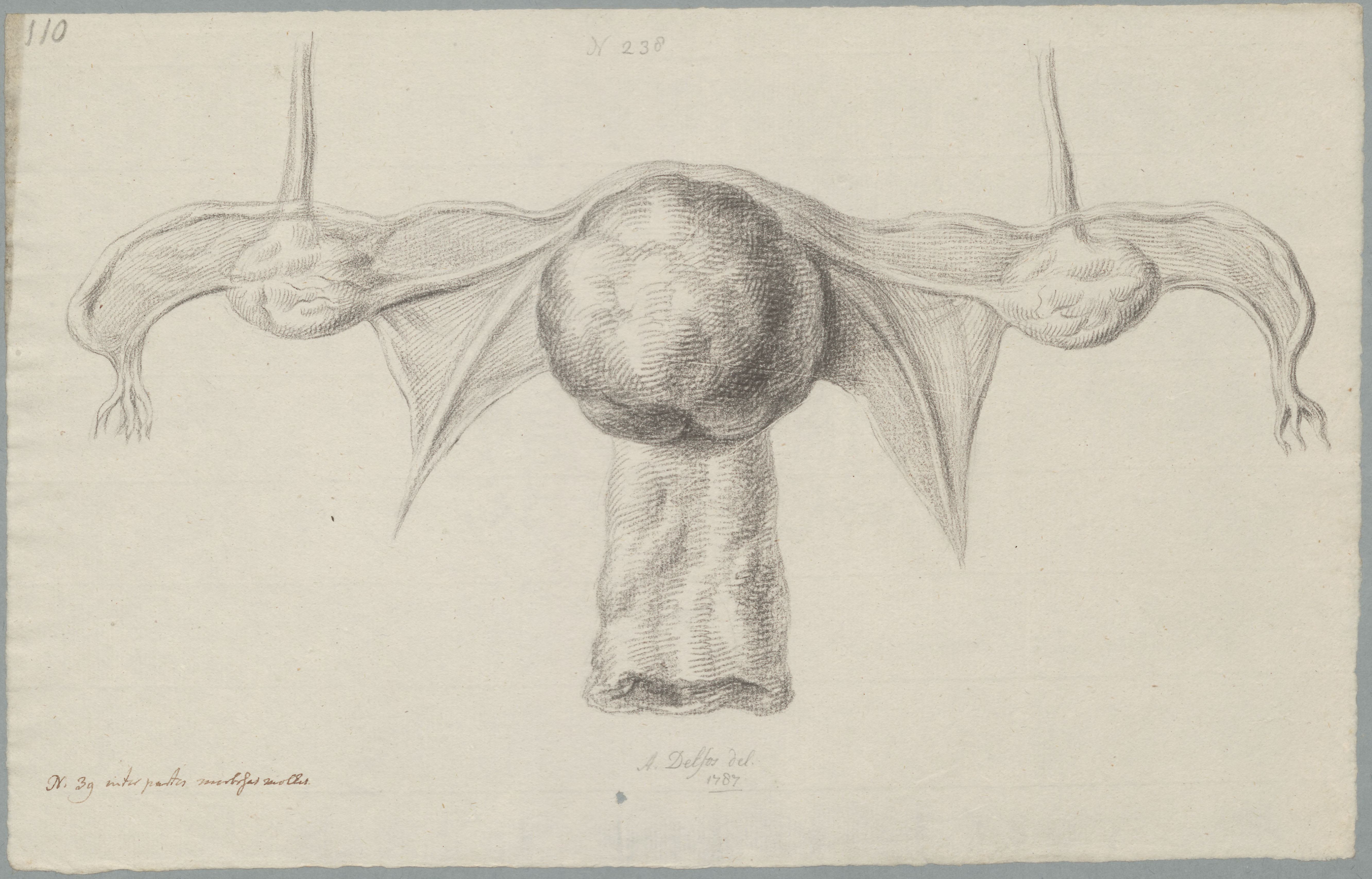 Specimens: ovaries