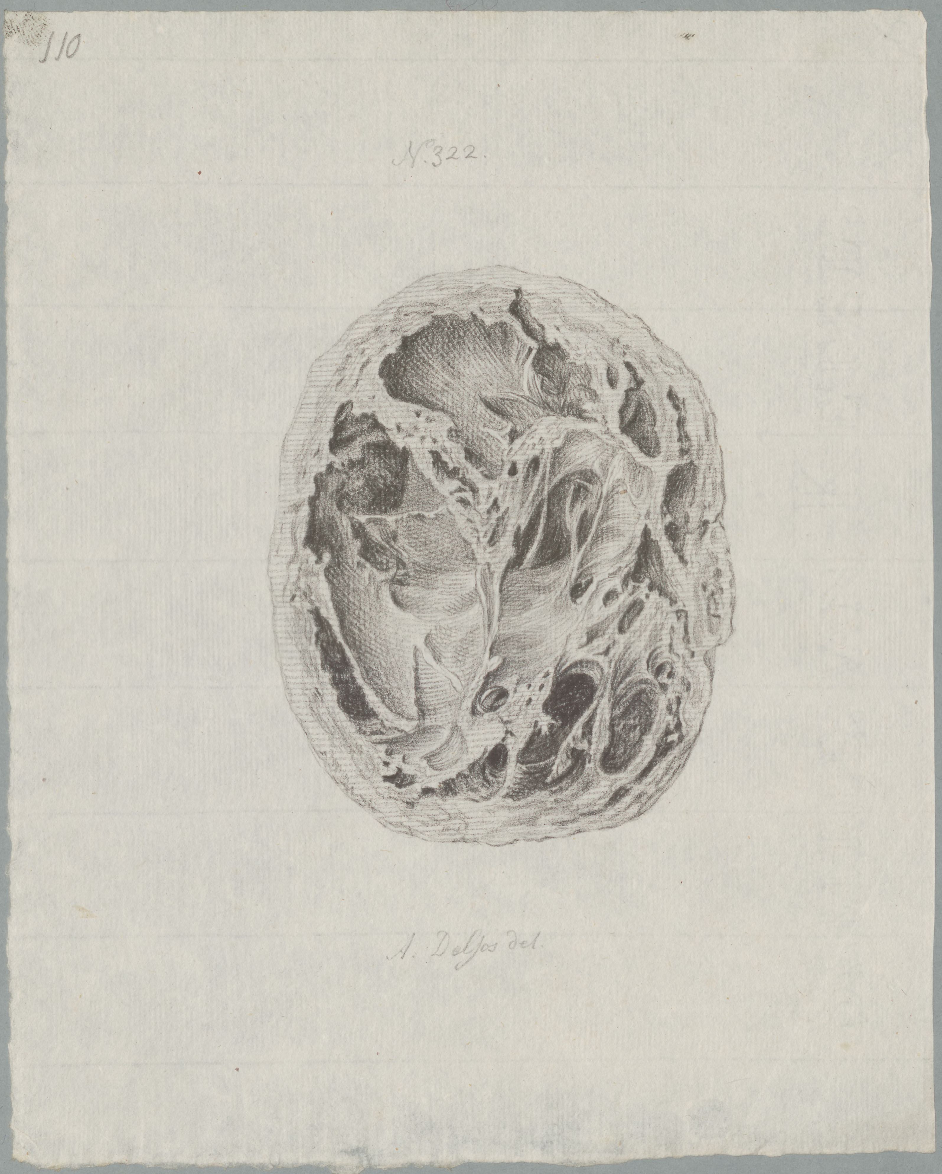 Specimens: ovaries