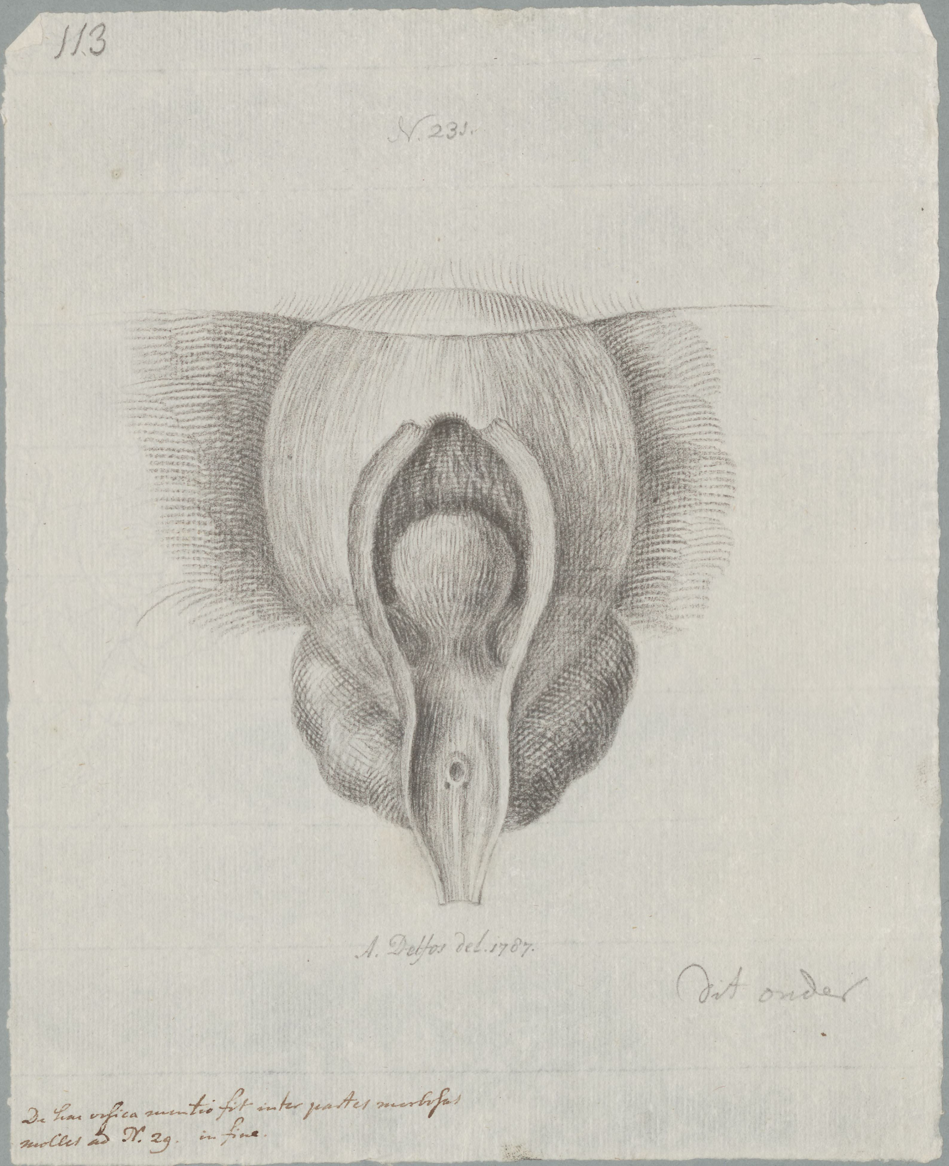 Specimens: urinary system