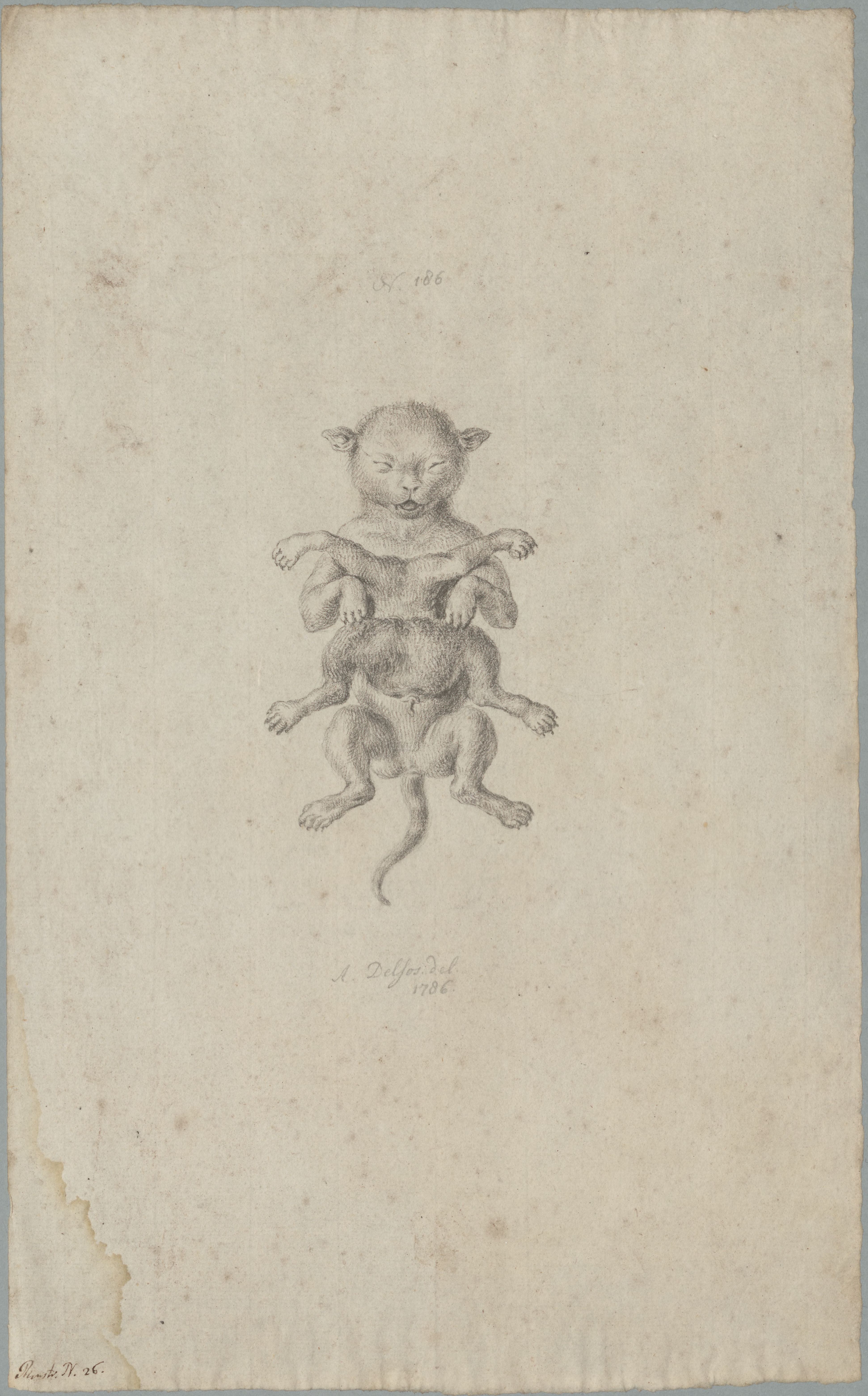 Specimens: cat, deformity