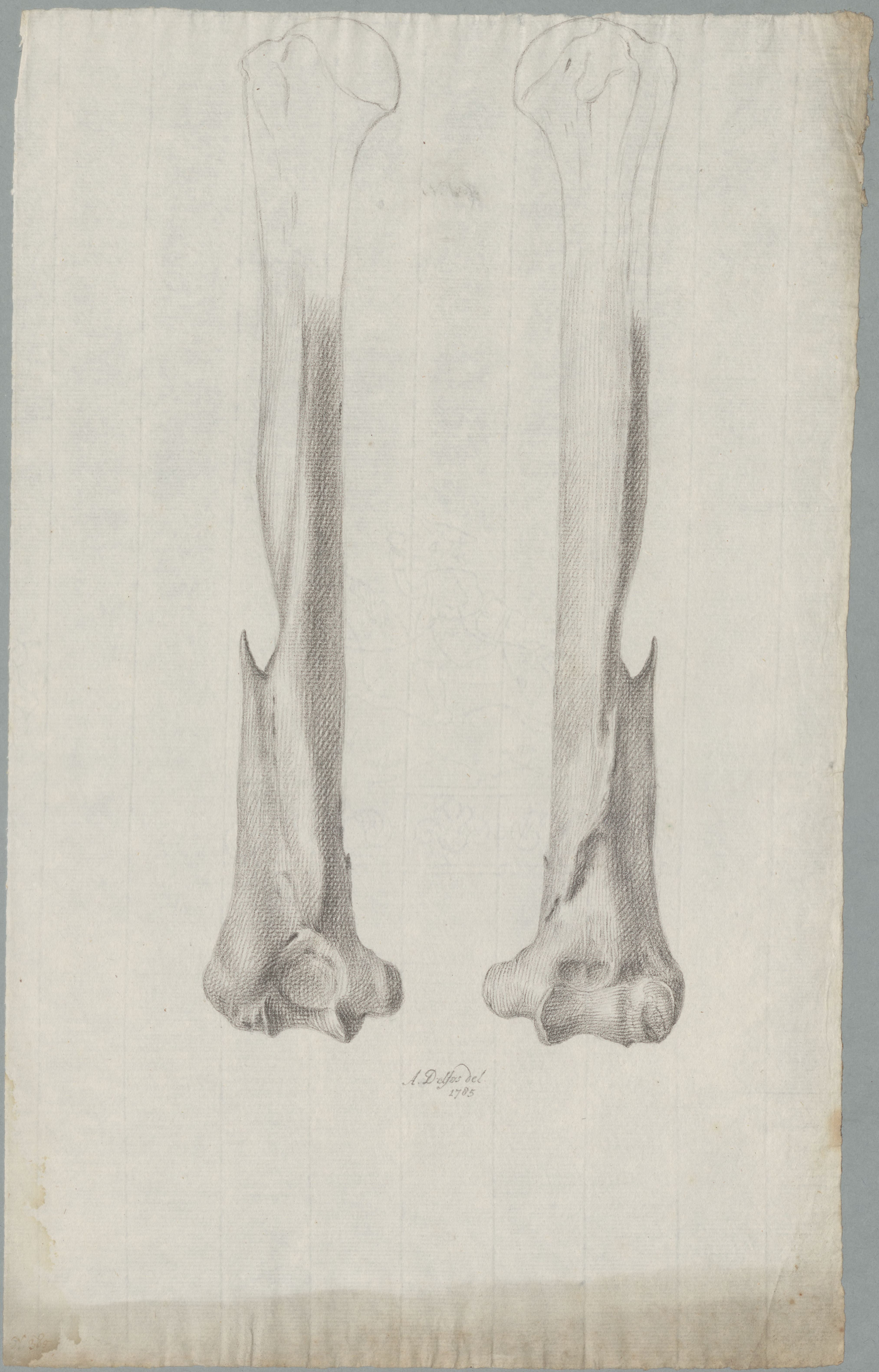 Specimens: two bones