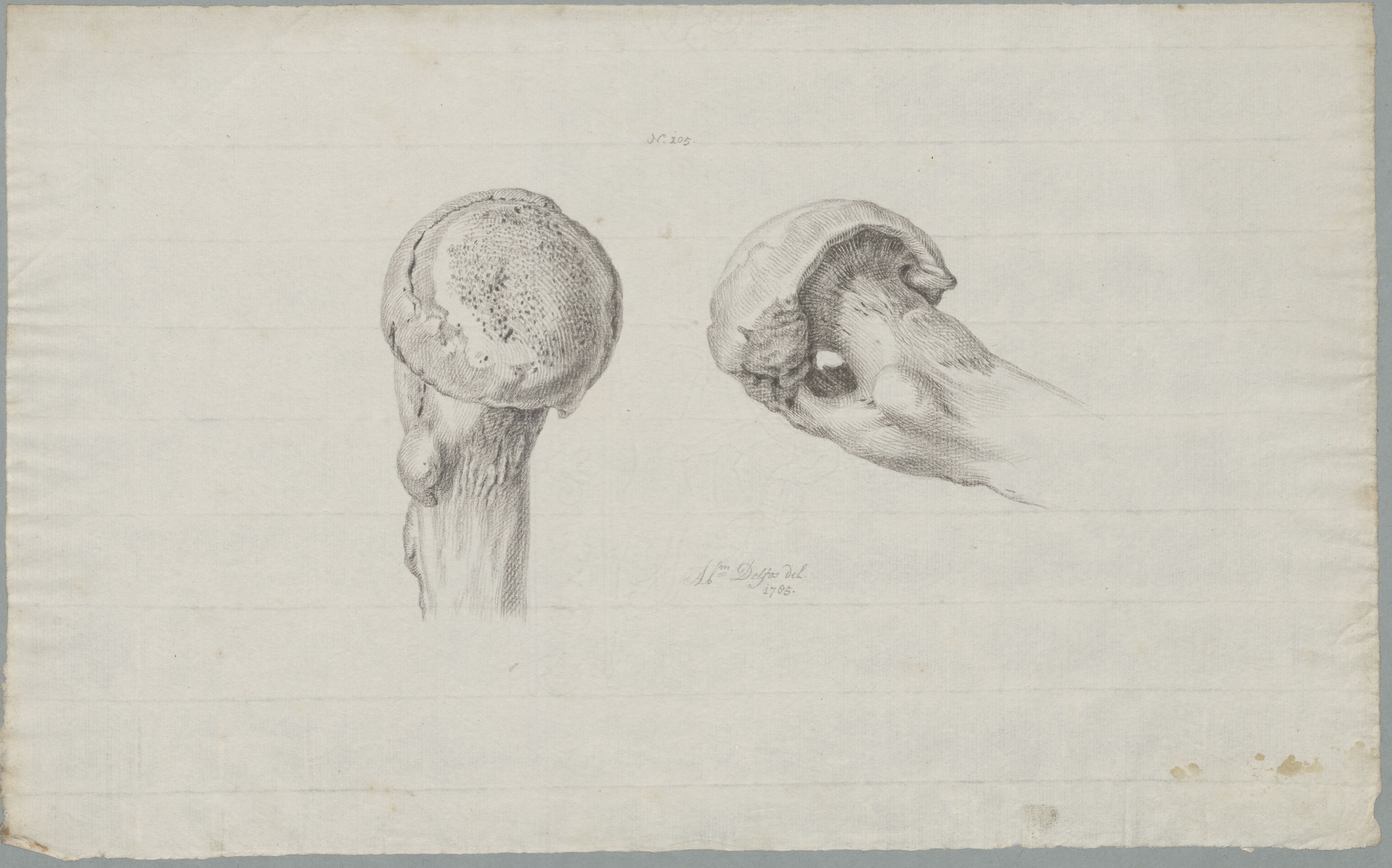 Specimens: bone, two views