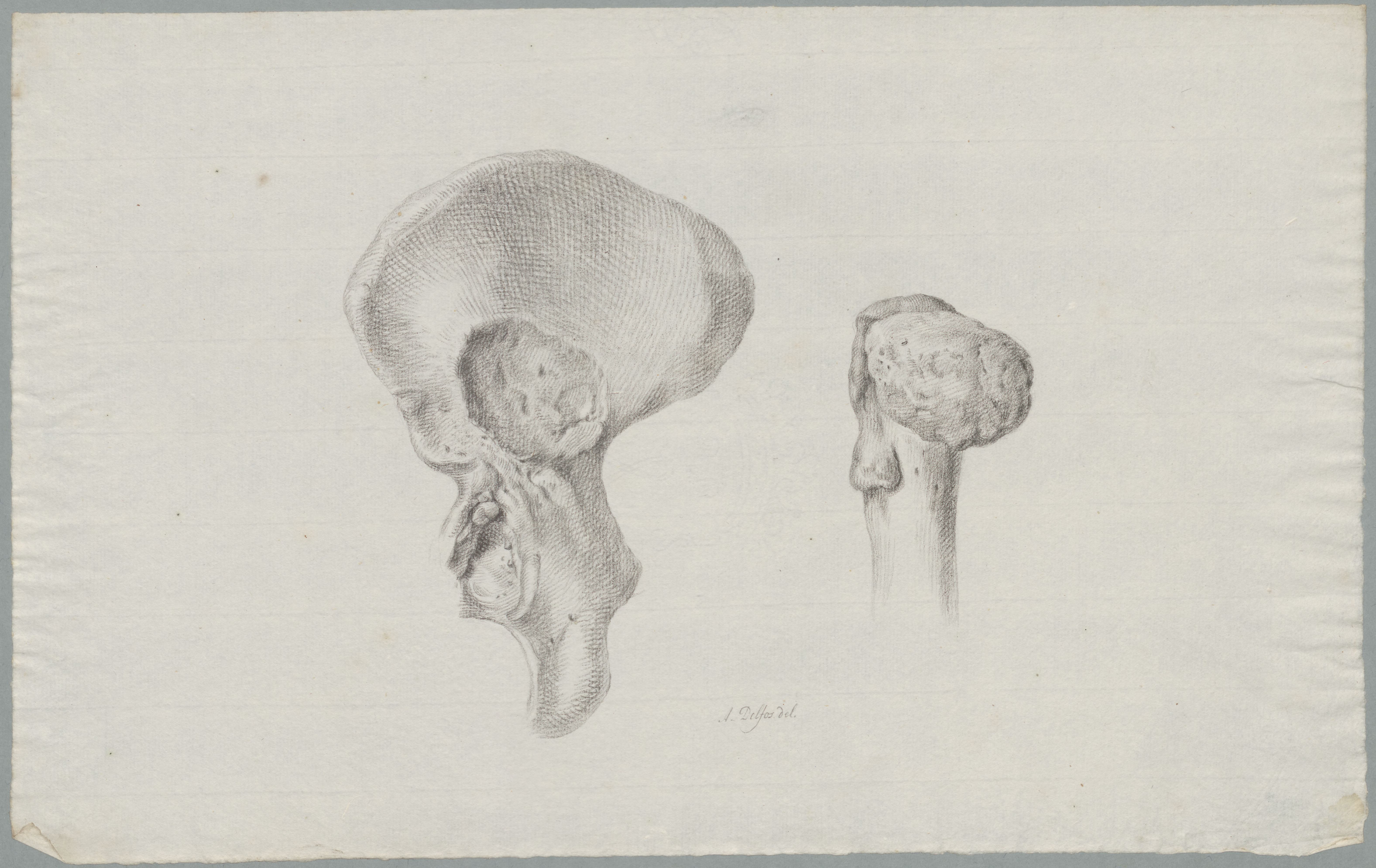 Specimens: hip bone (pelvis), two views