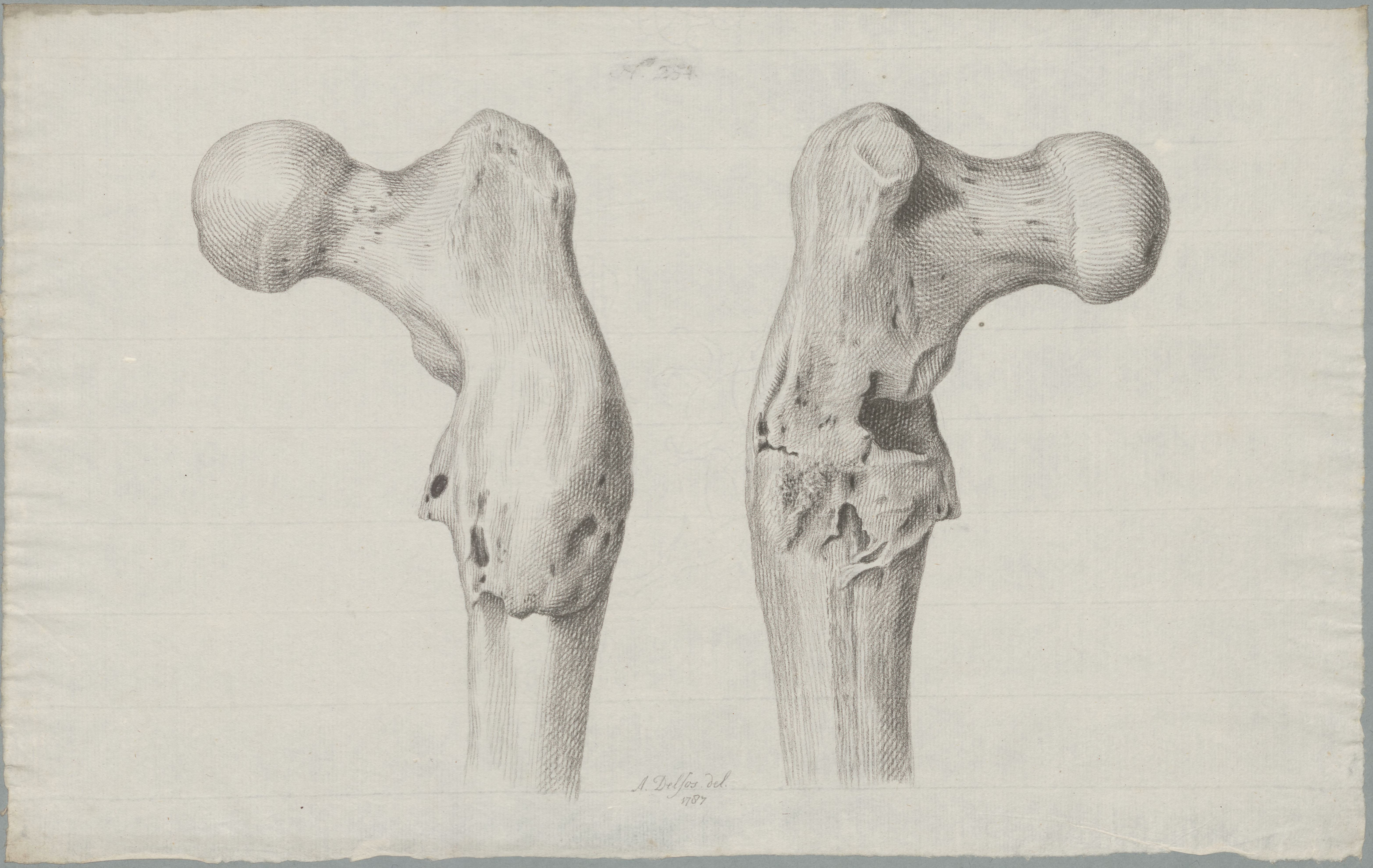 Specimens: bone, two views