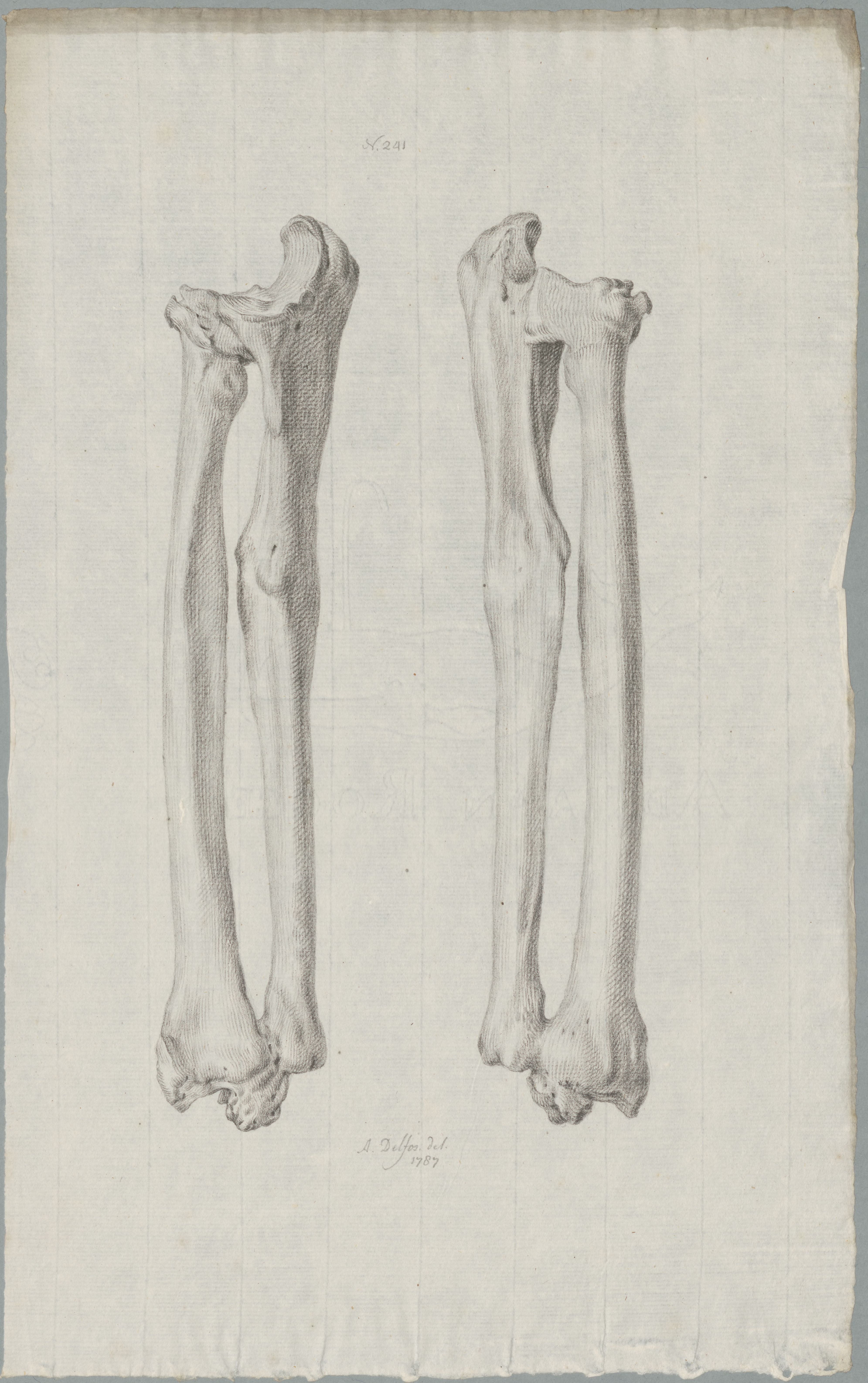 Specimens: tibia, ulna