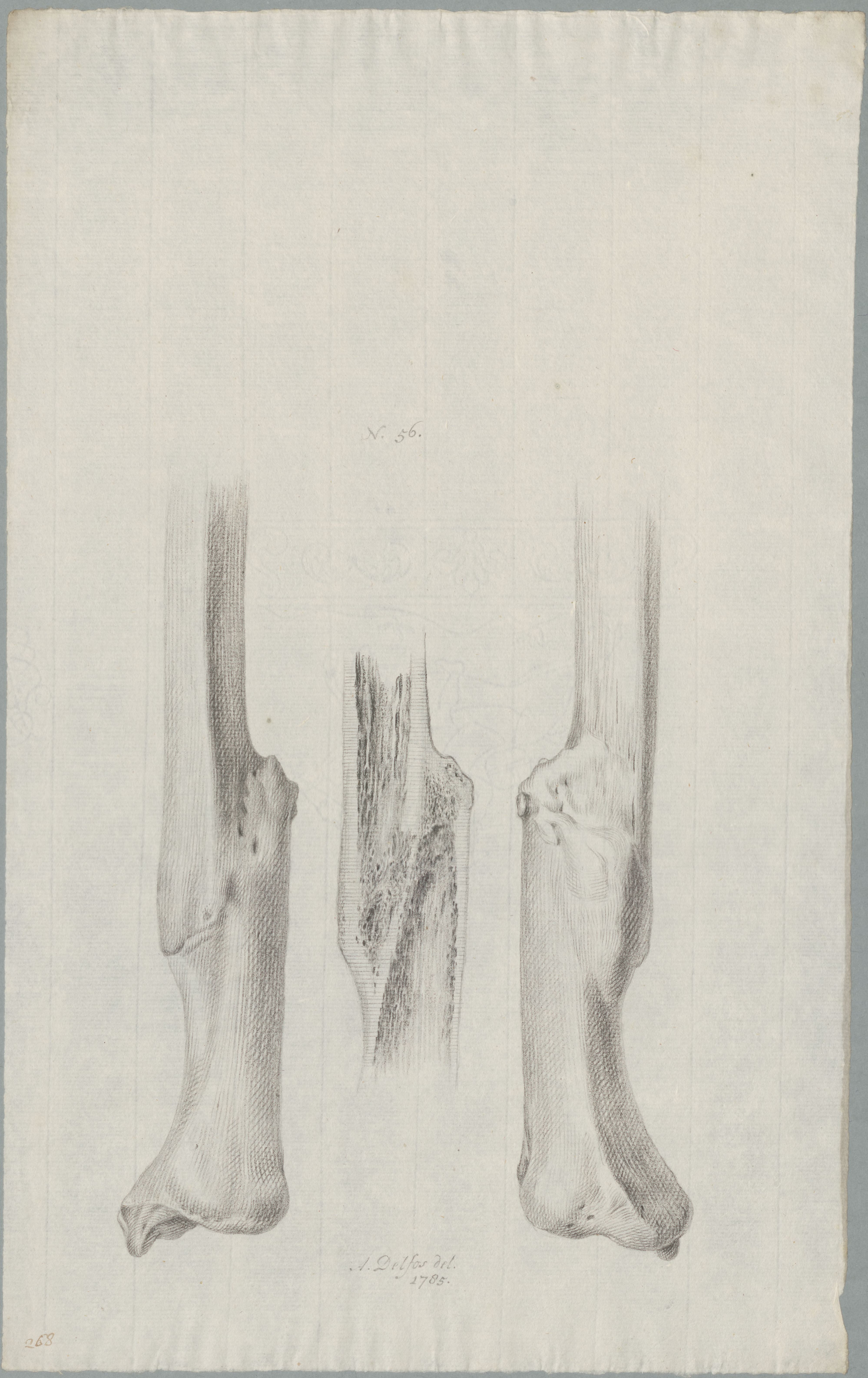Specimens: bone, two views plus cross section