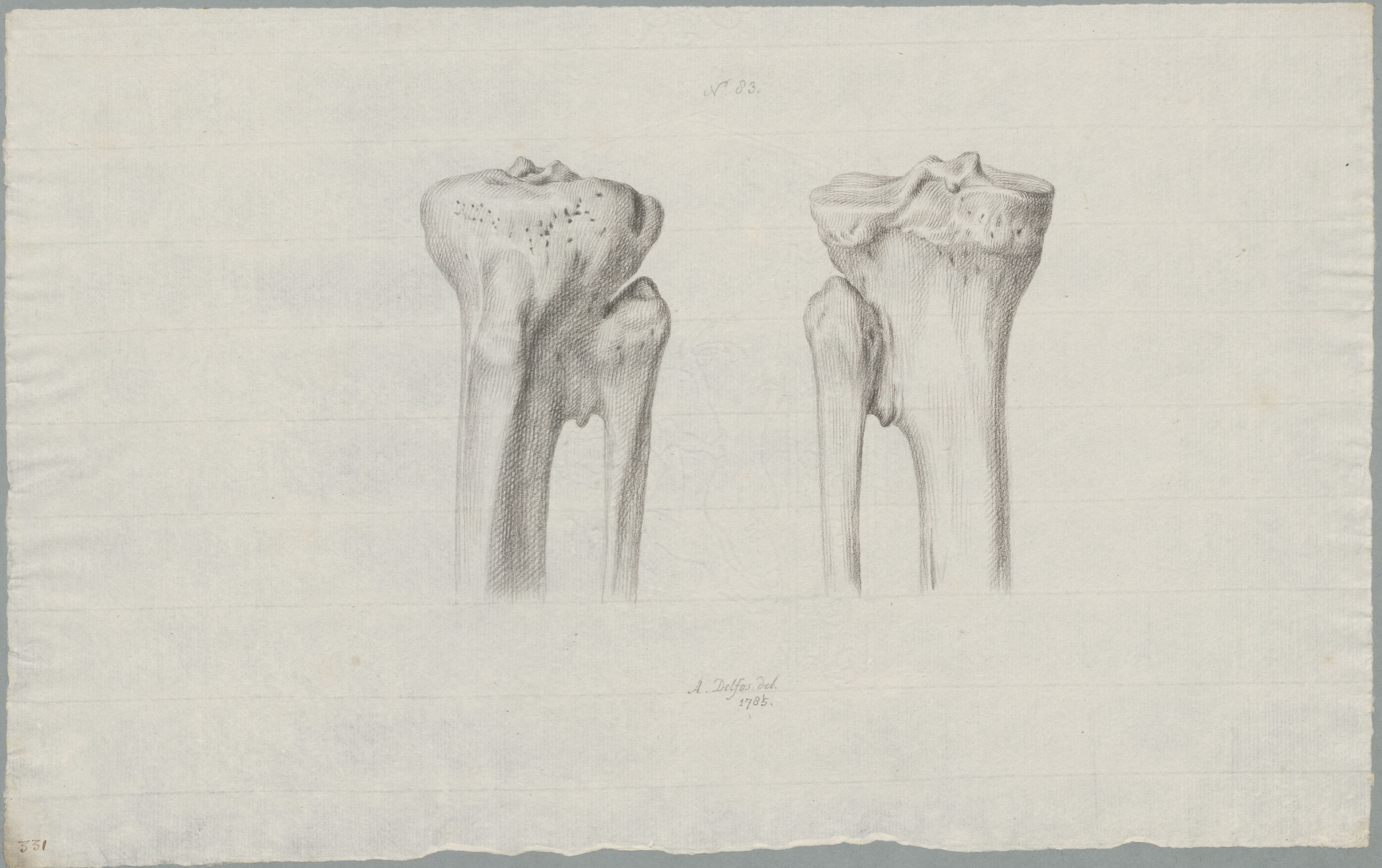 Specimens: tibia, ulna
