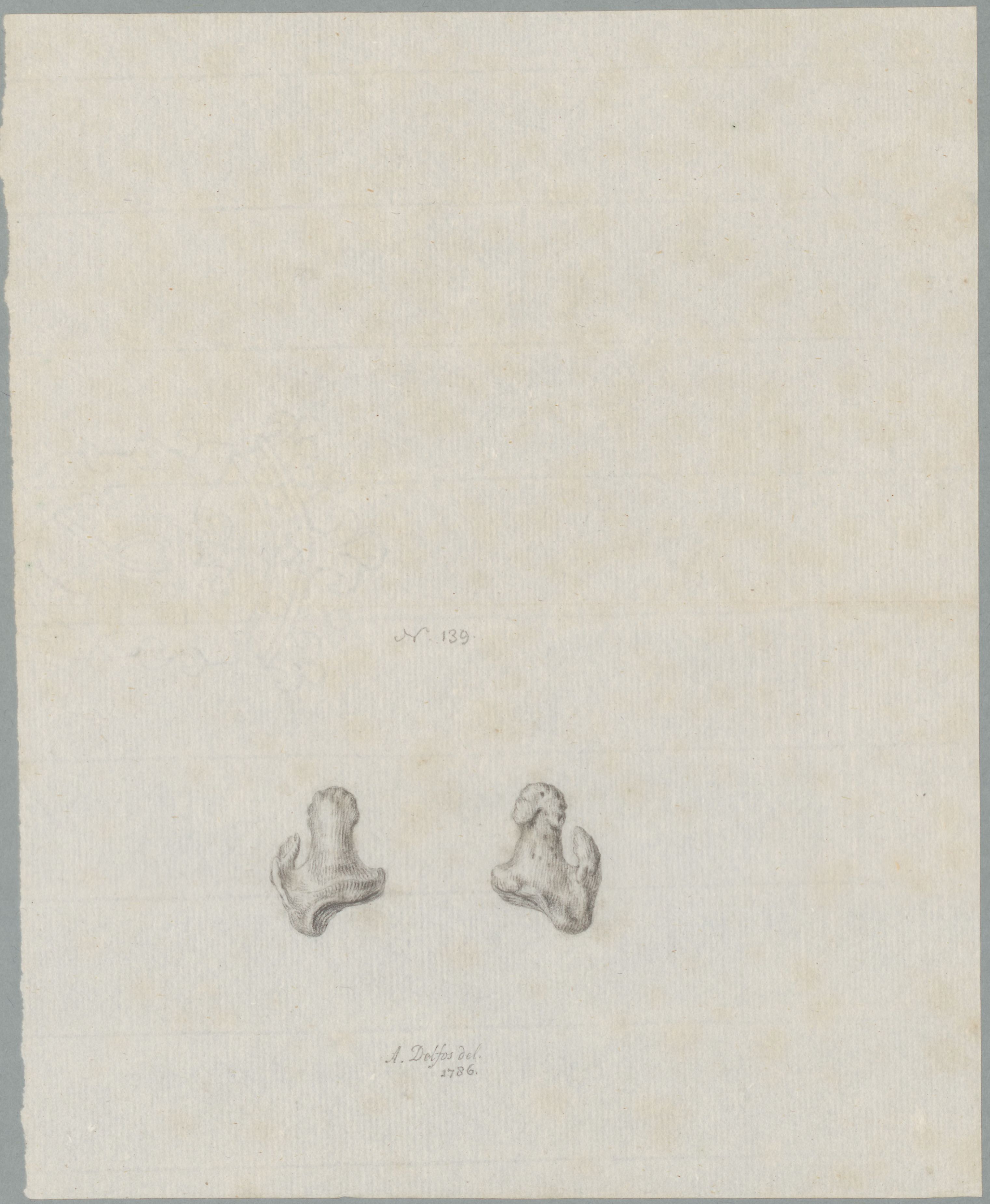 Specimens: two bones