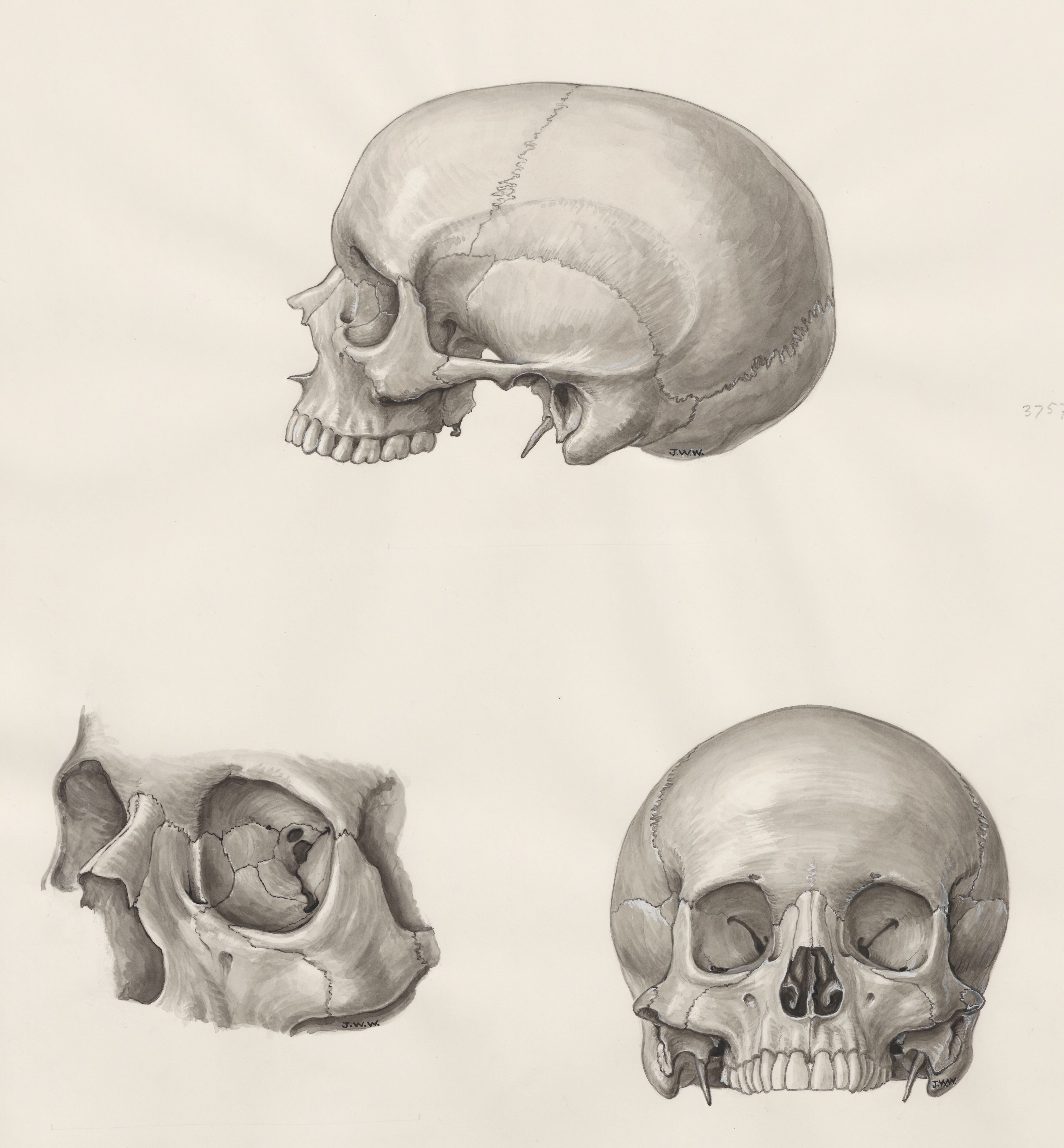 Skull seen from three sides