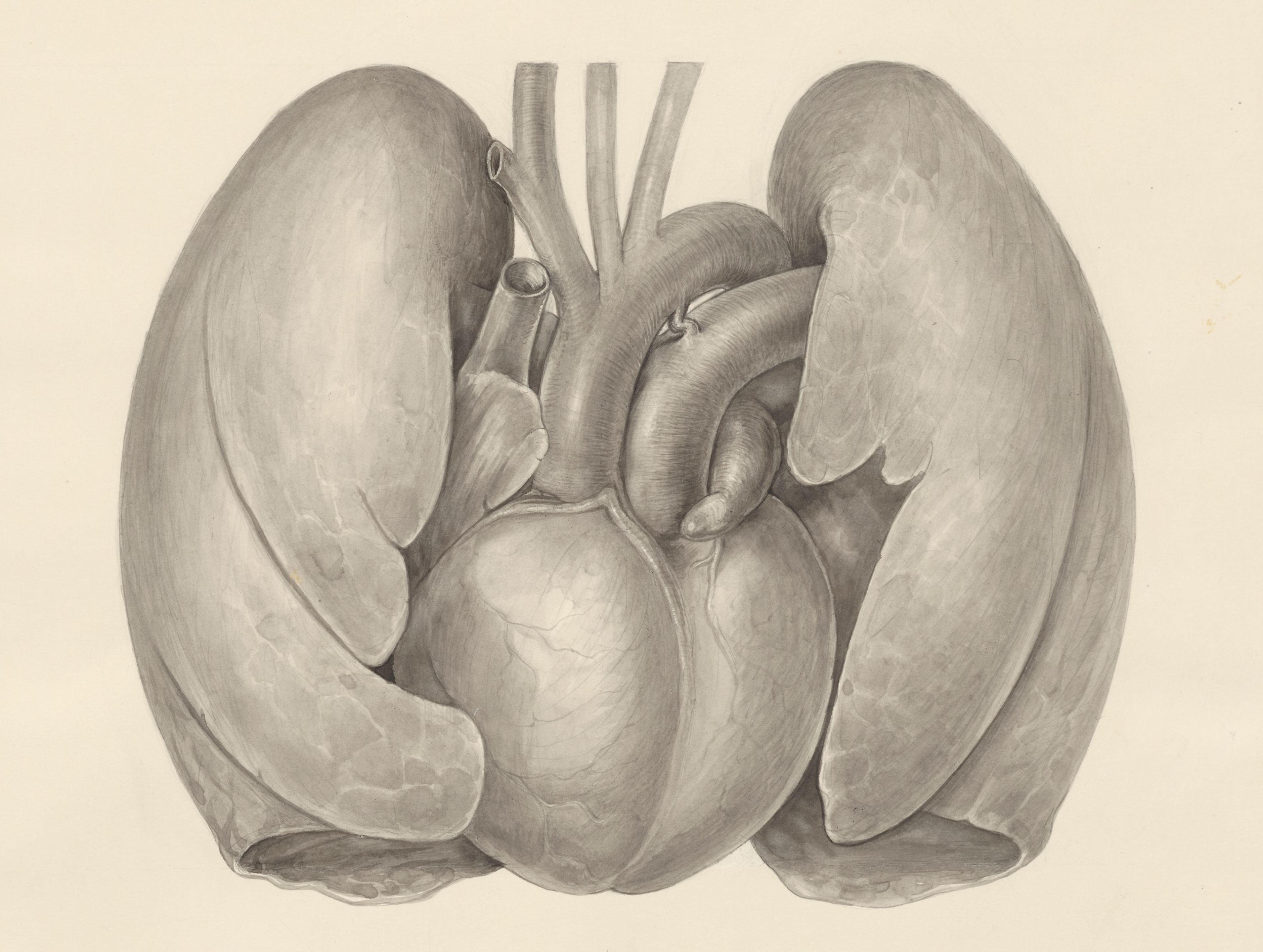 Heart and adjacent organs