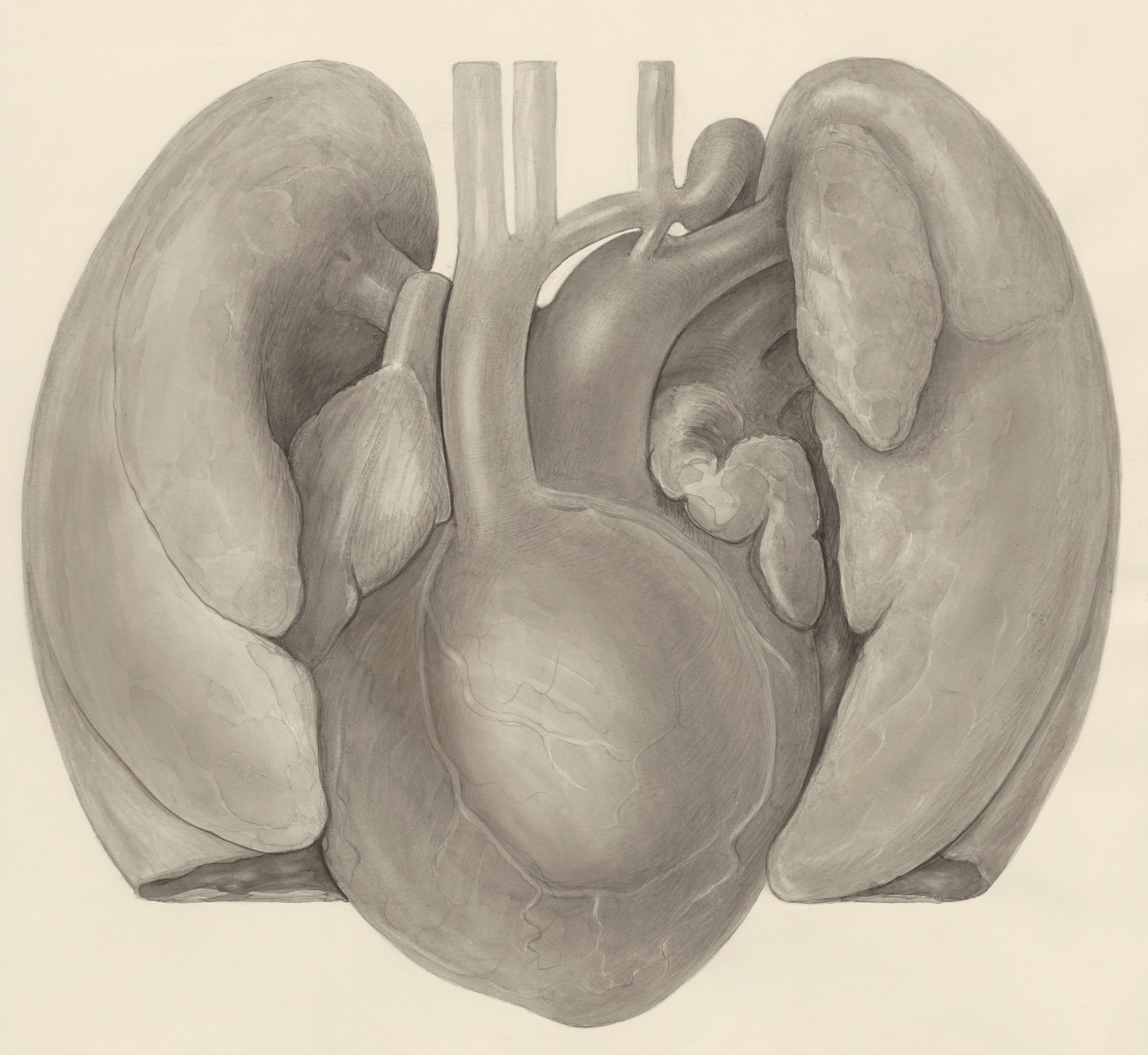 Heart and adjacent organs