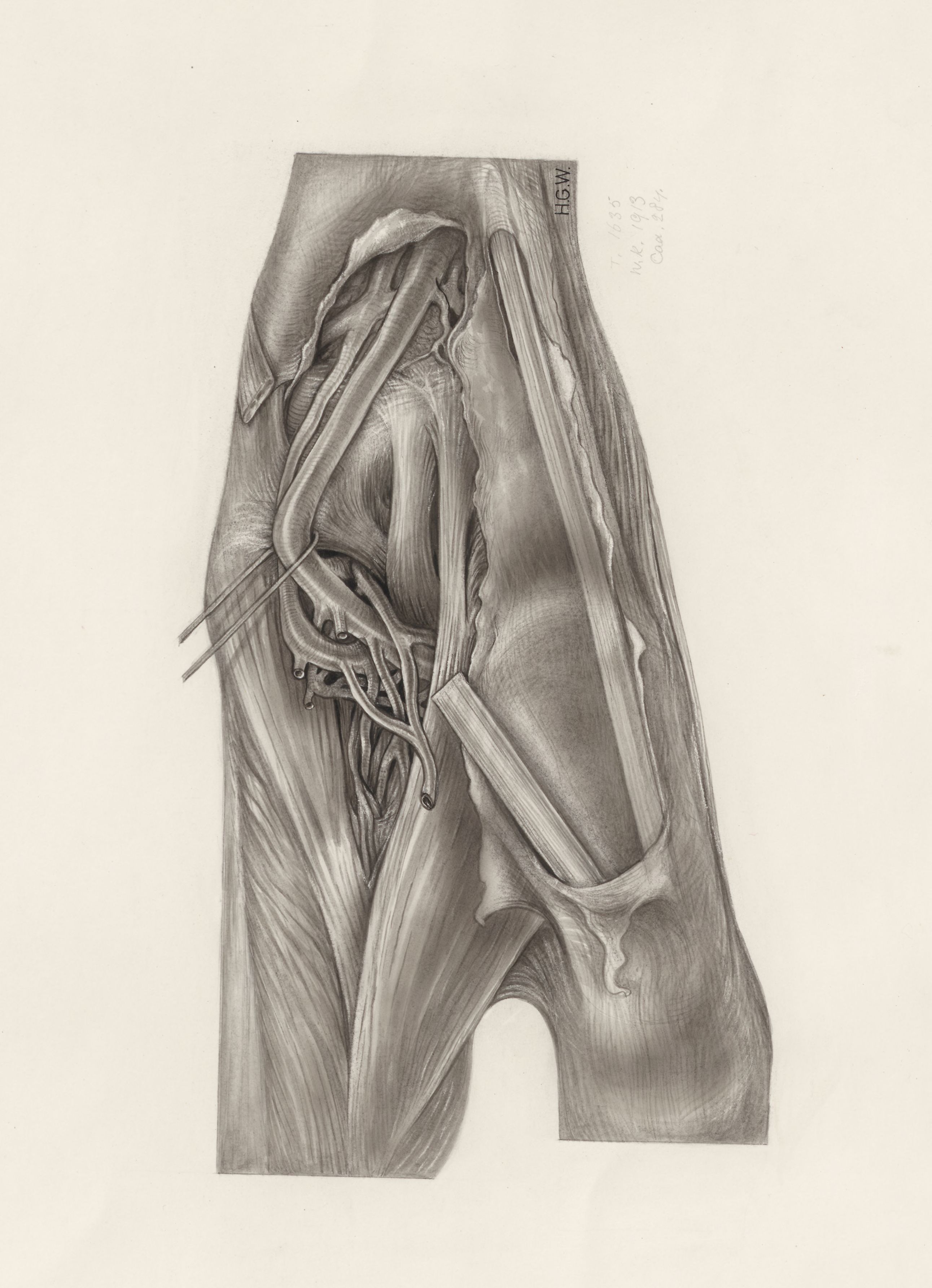 Muscular tissue of the upper extremities