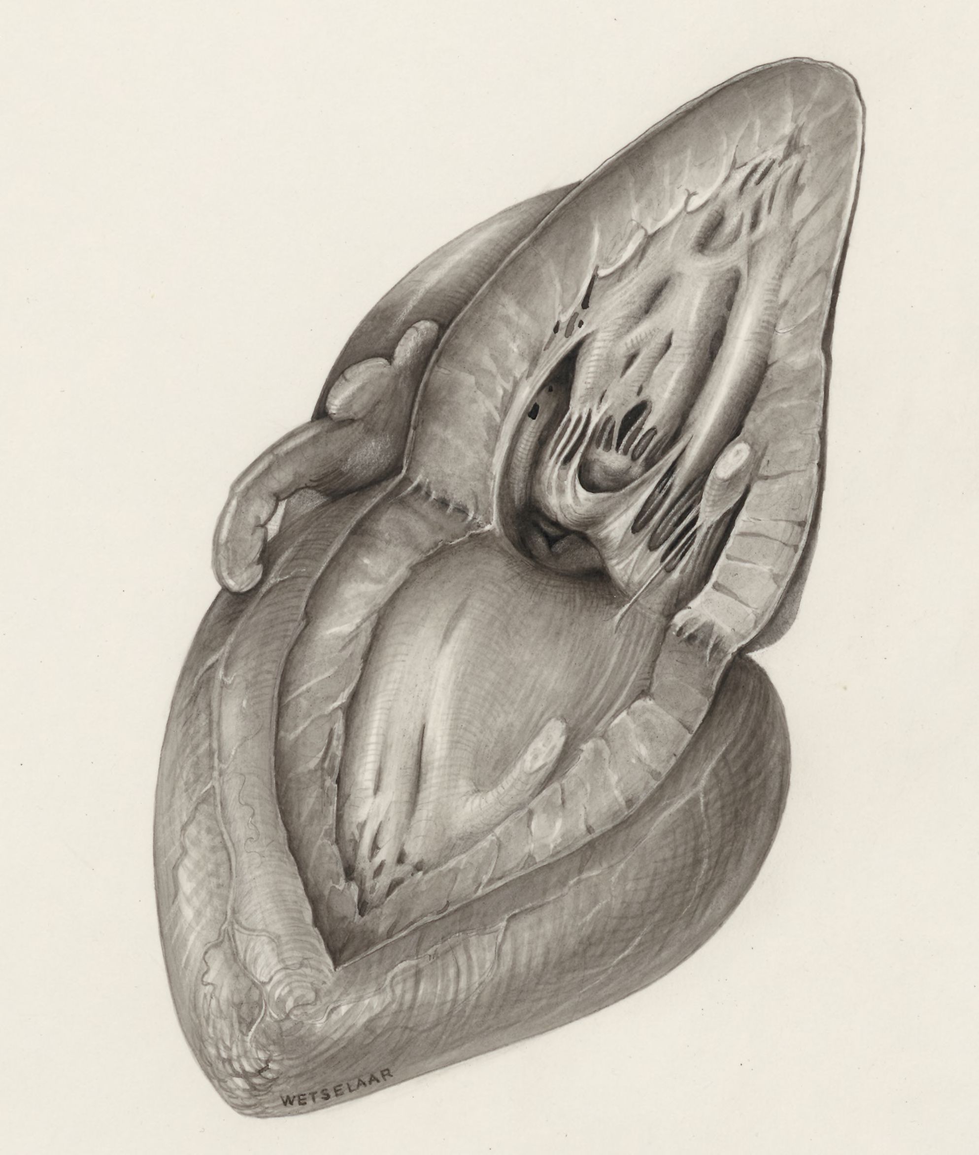 Heart