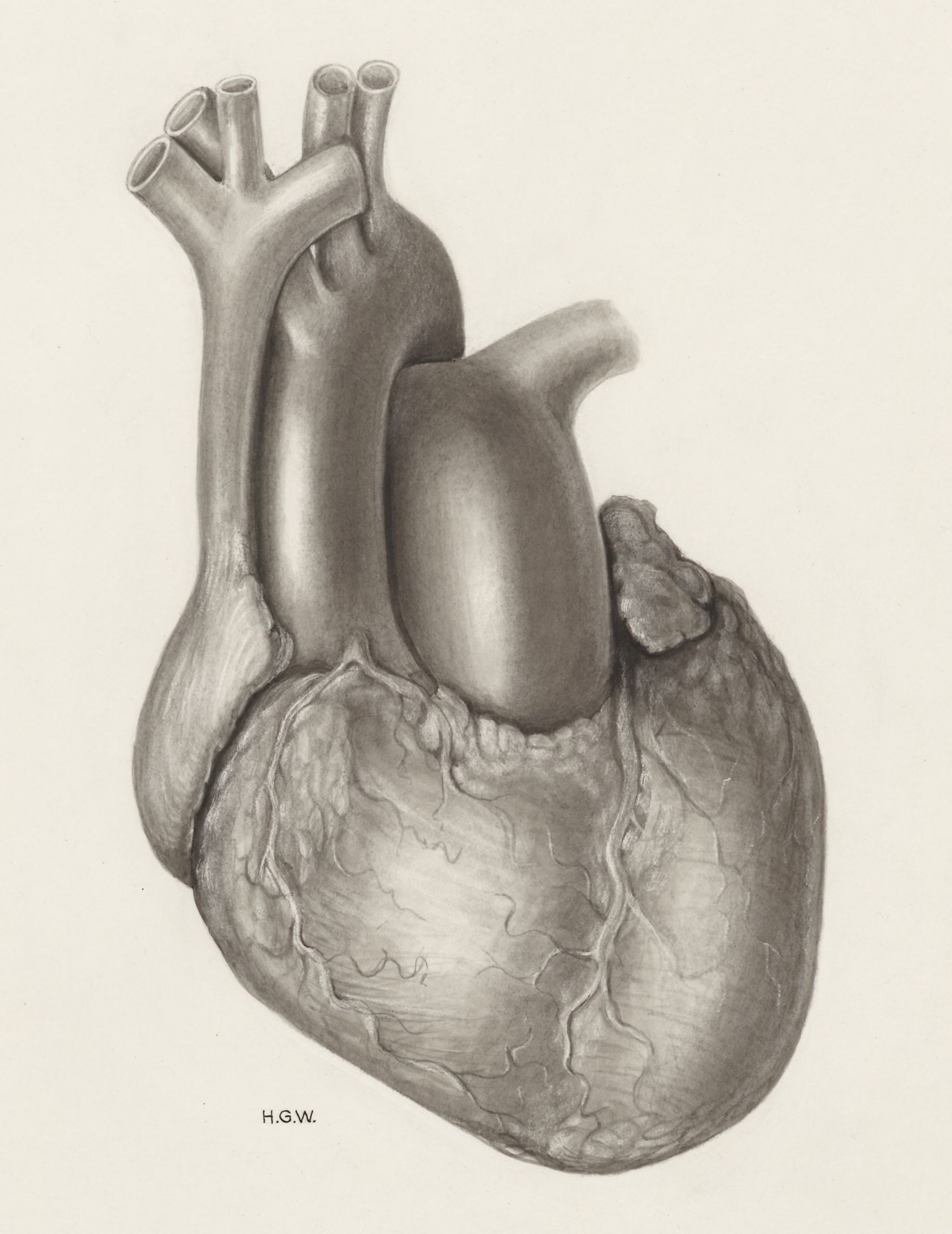 Heart