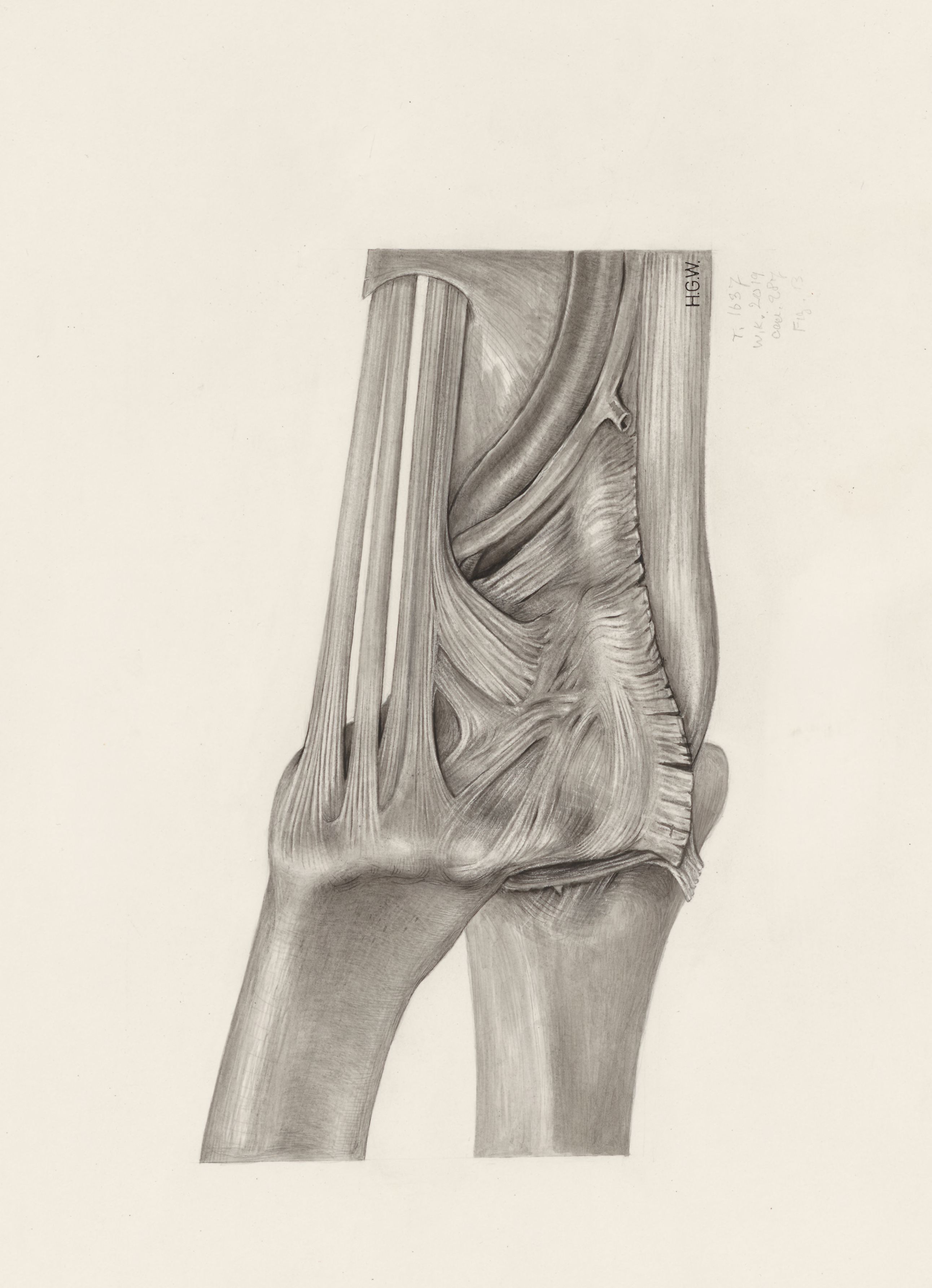 Muscular tissue of the upper extremities