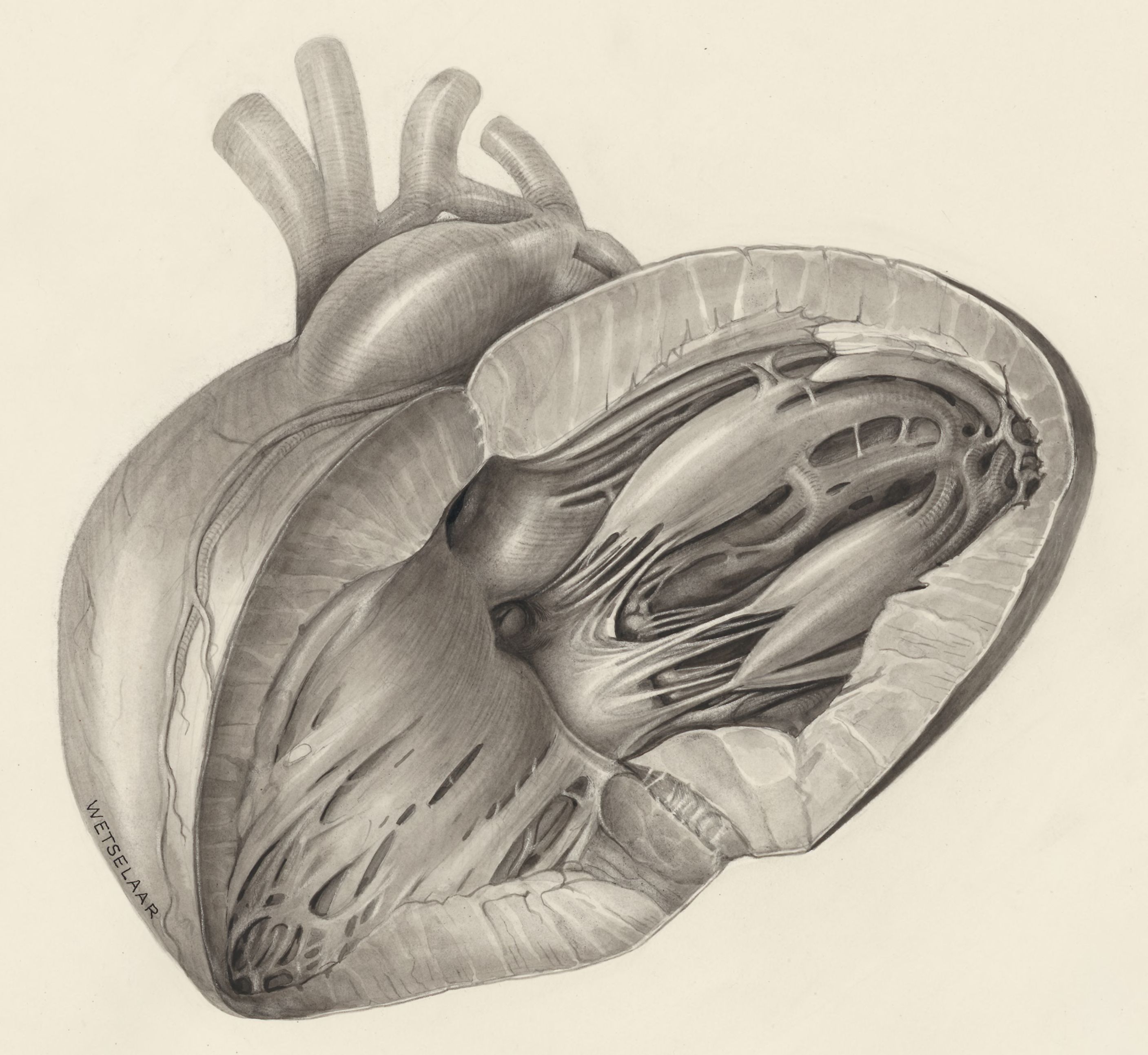 Heart