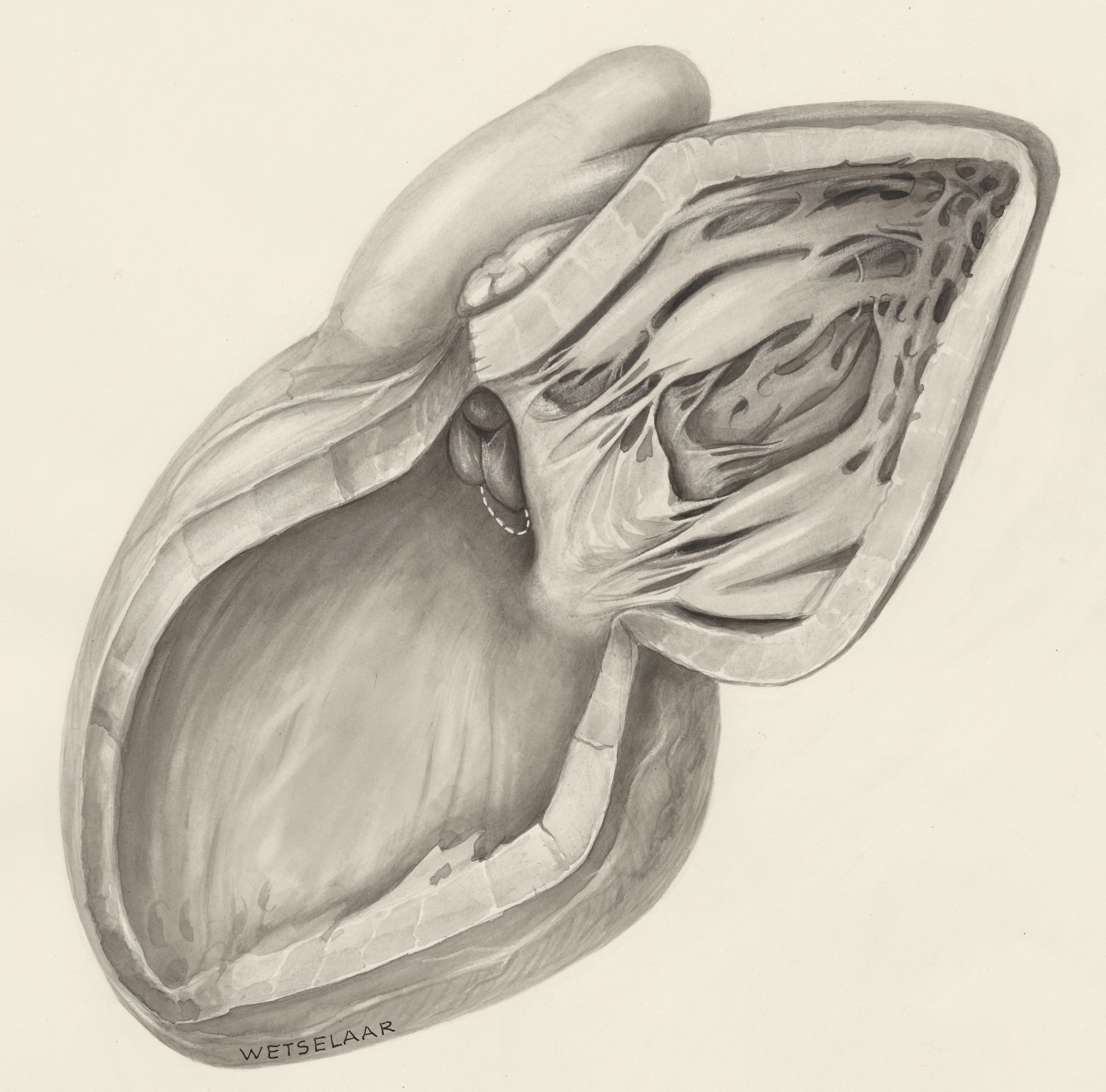 Heart