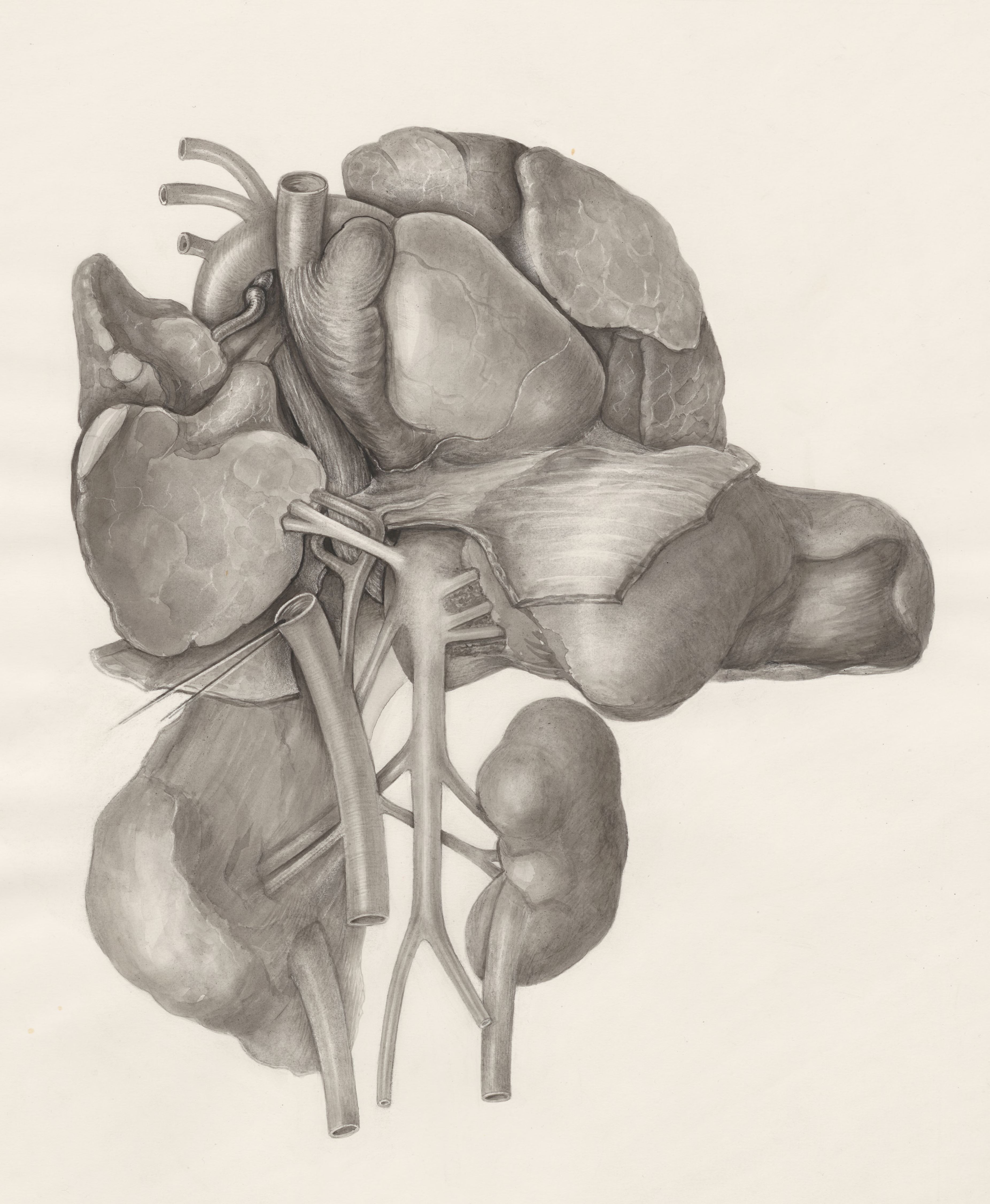 Heart and adjacent organs