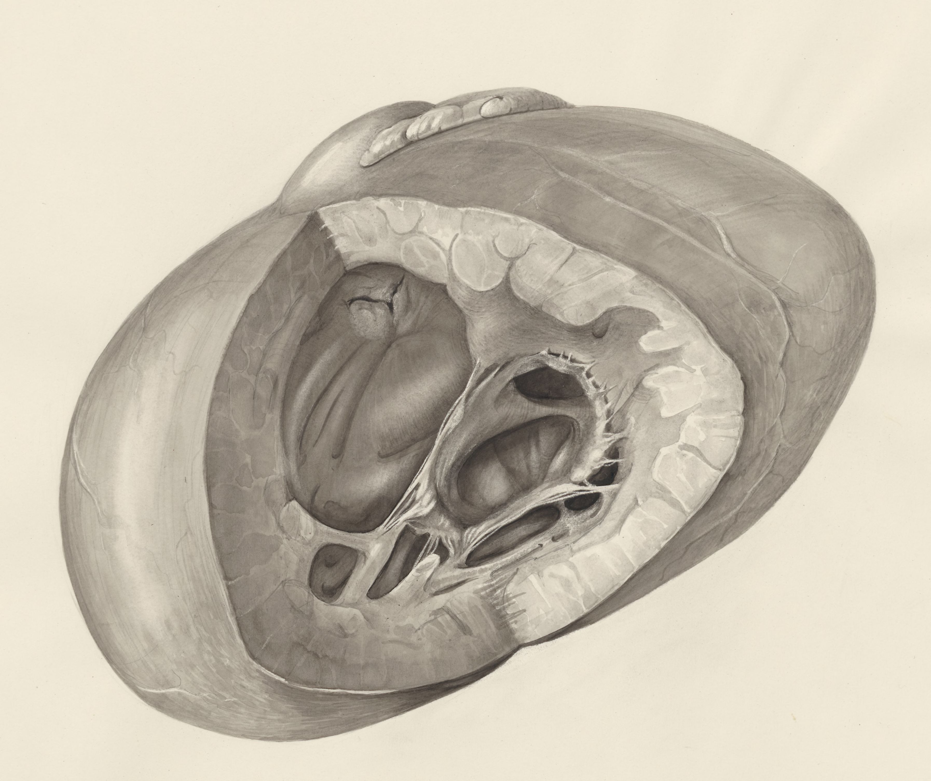 Heart