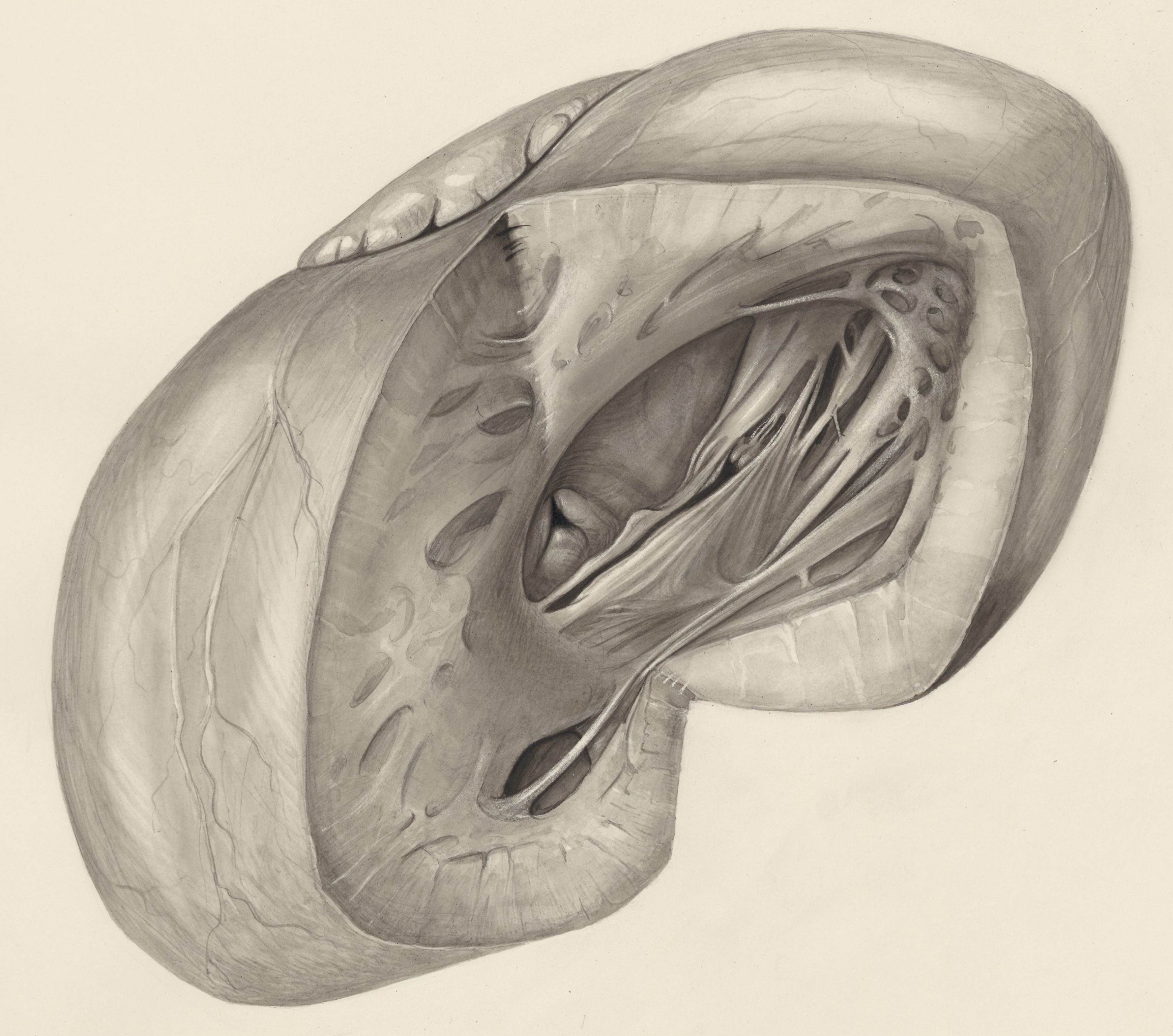 Heart