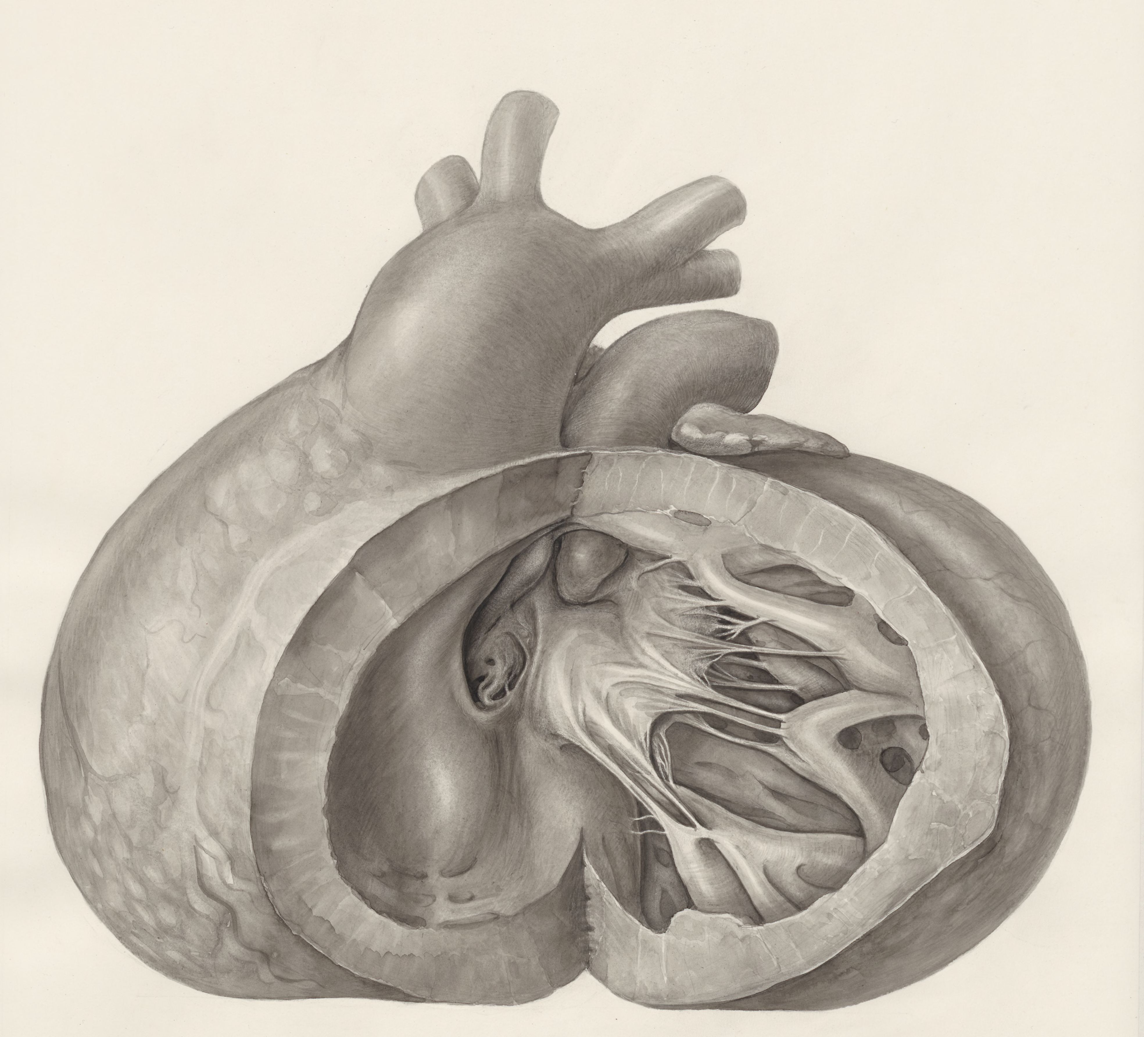 Heart
