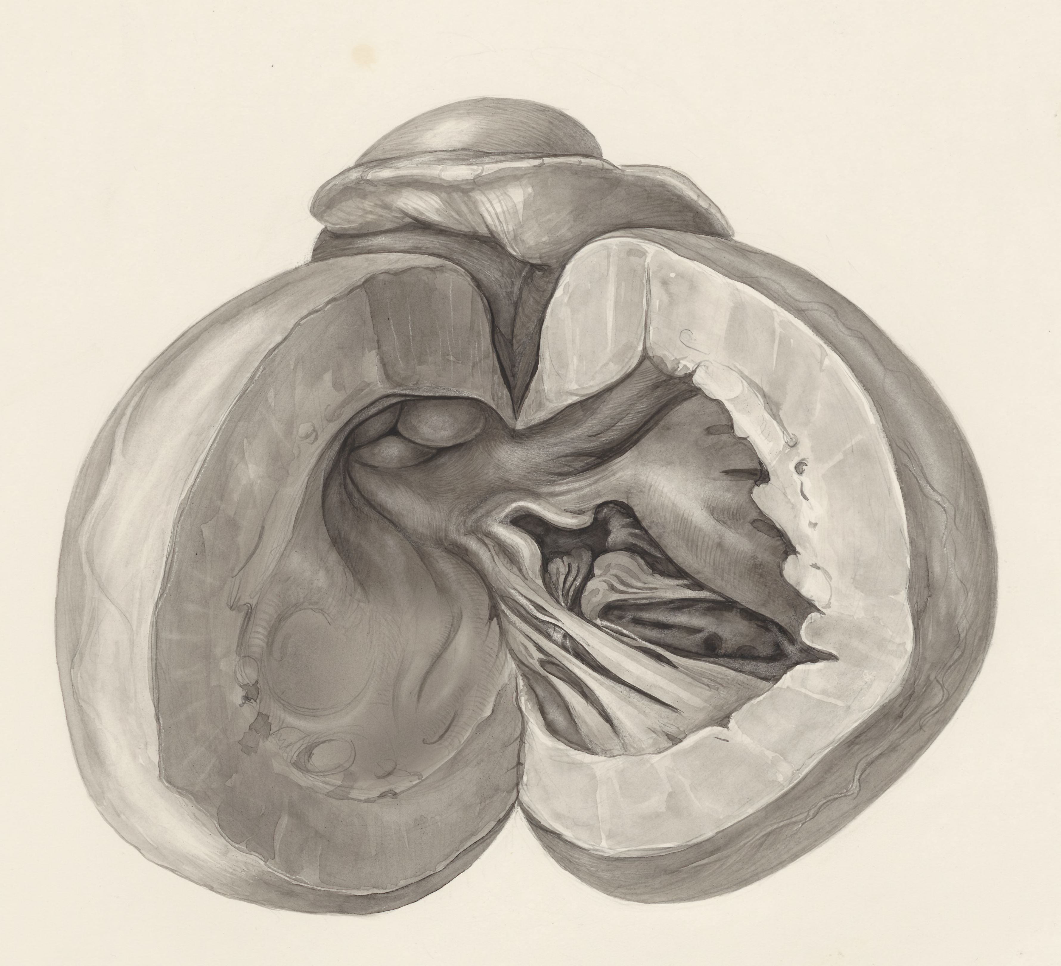 Heart