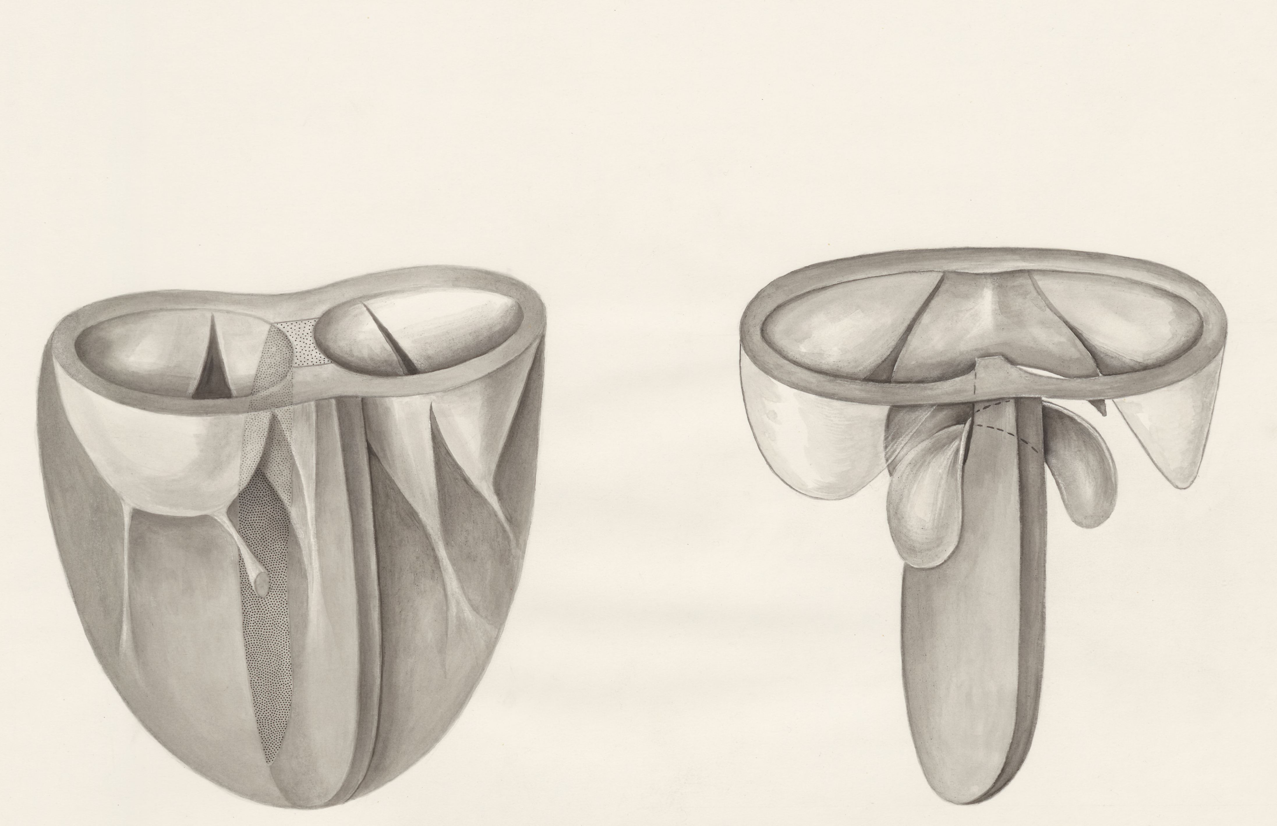 Part of the heart