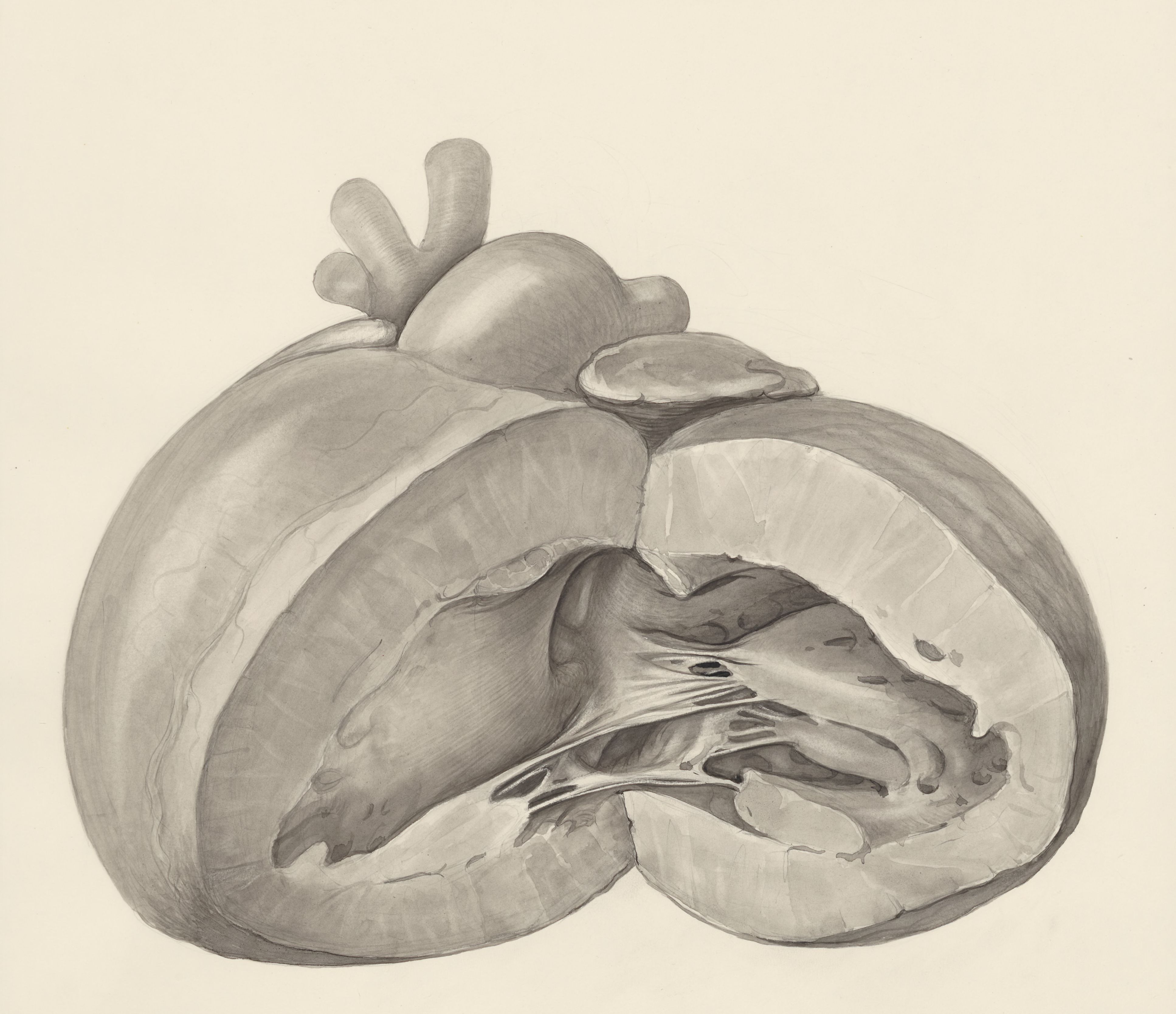Heart