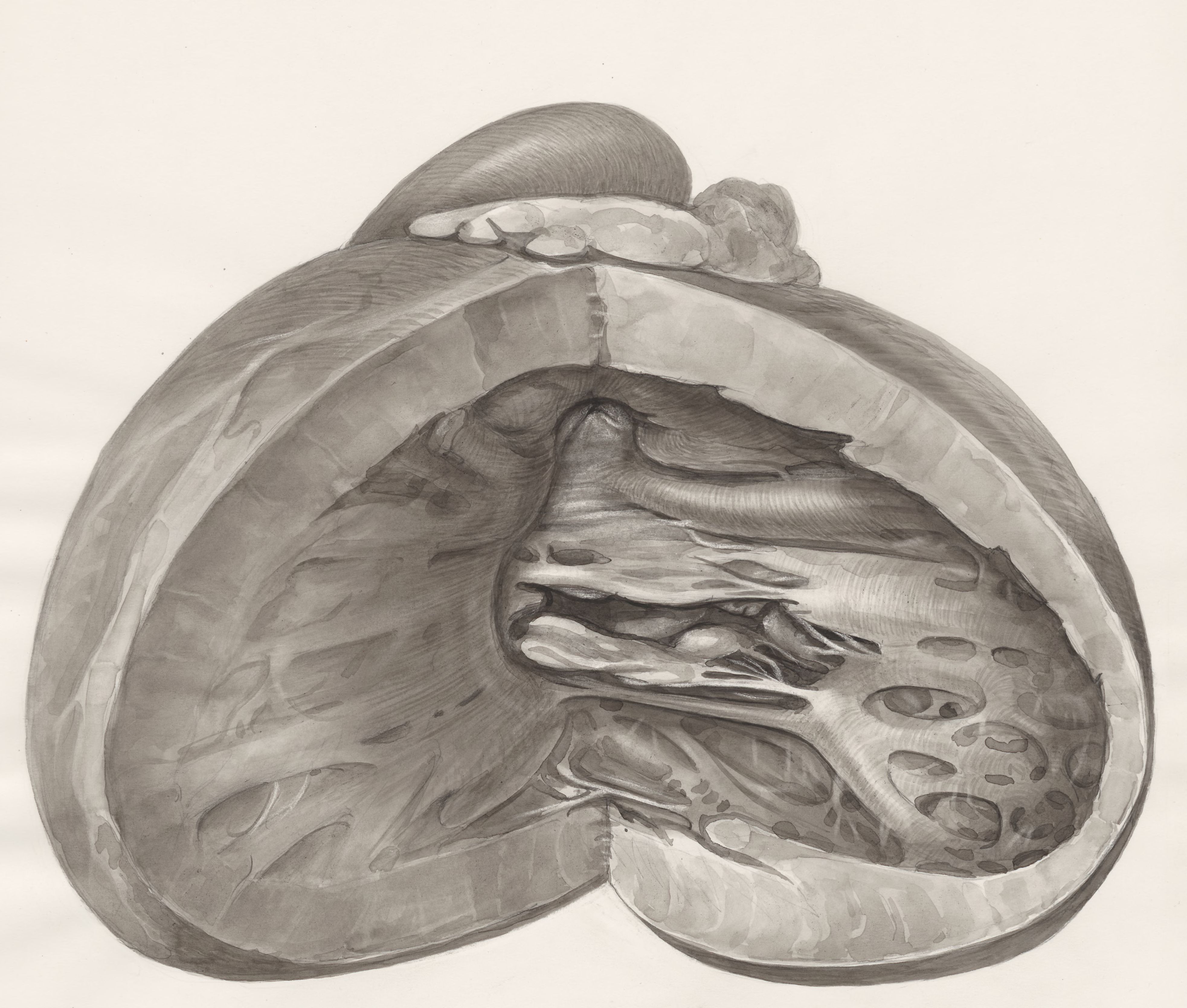 Heart