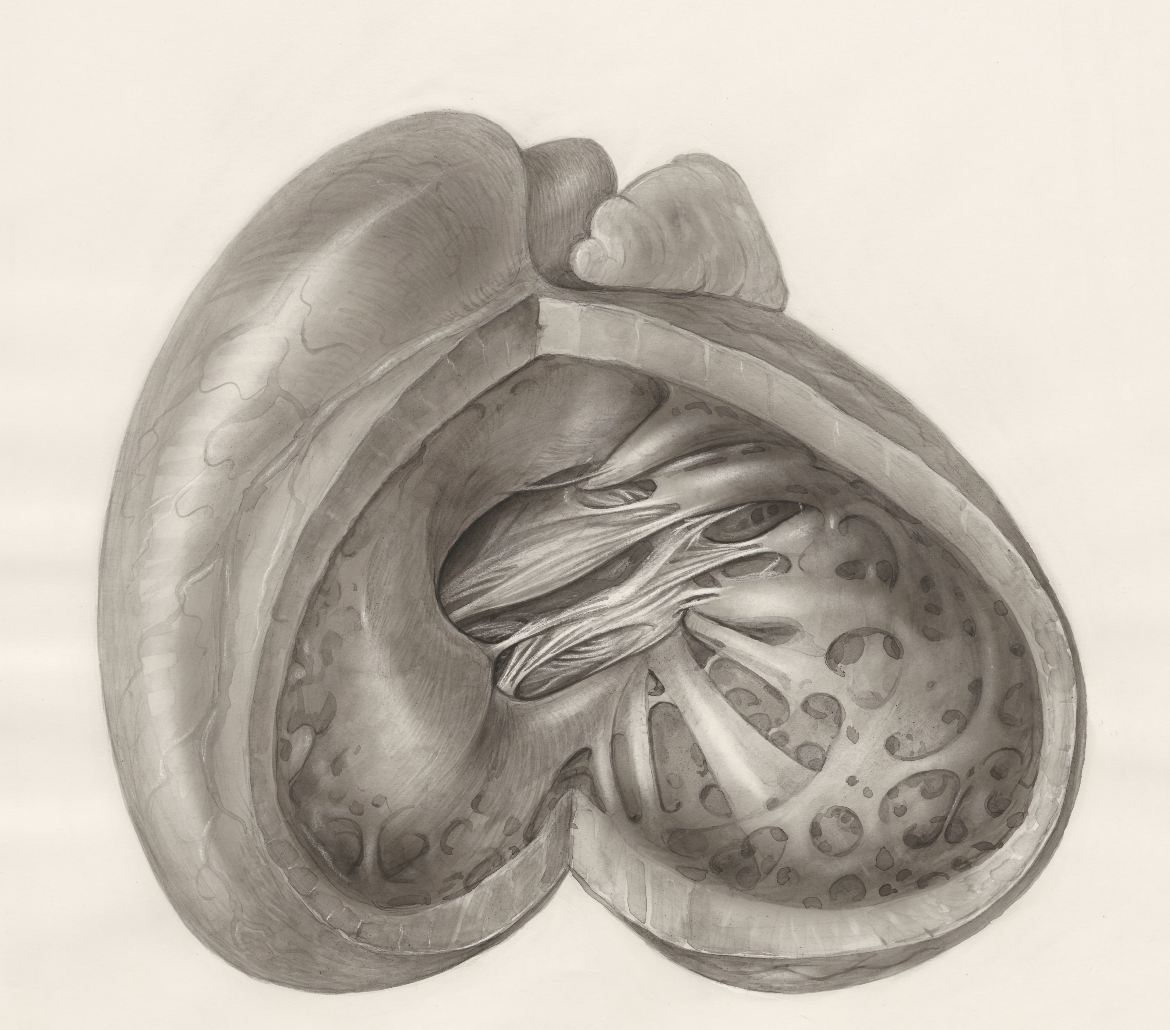 Heart