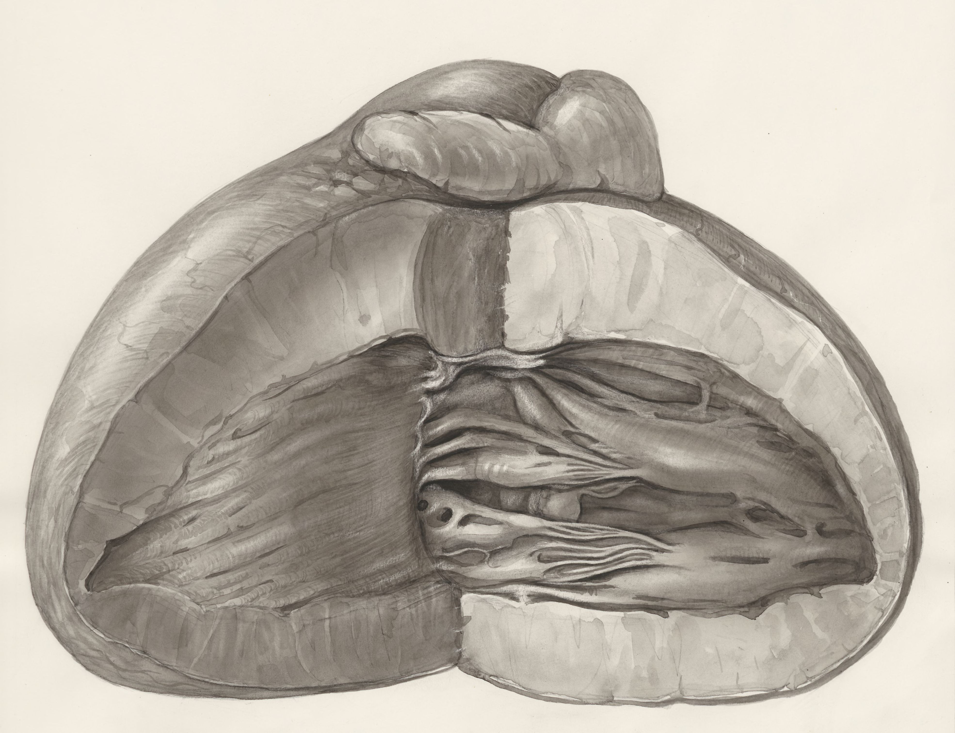 Heart