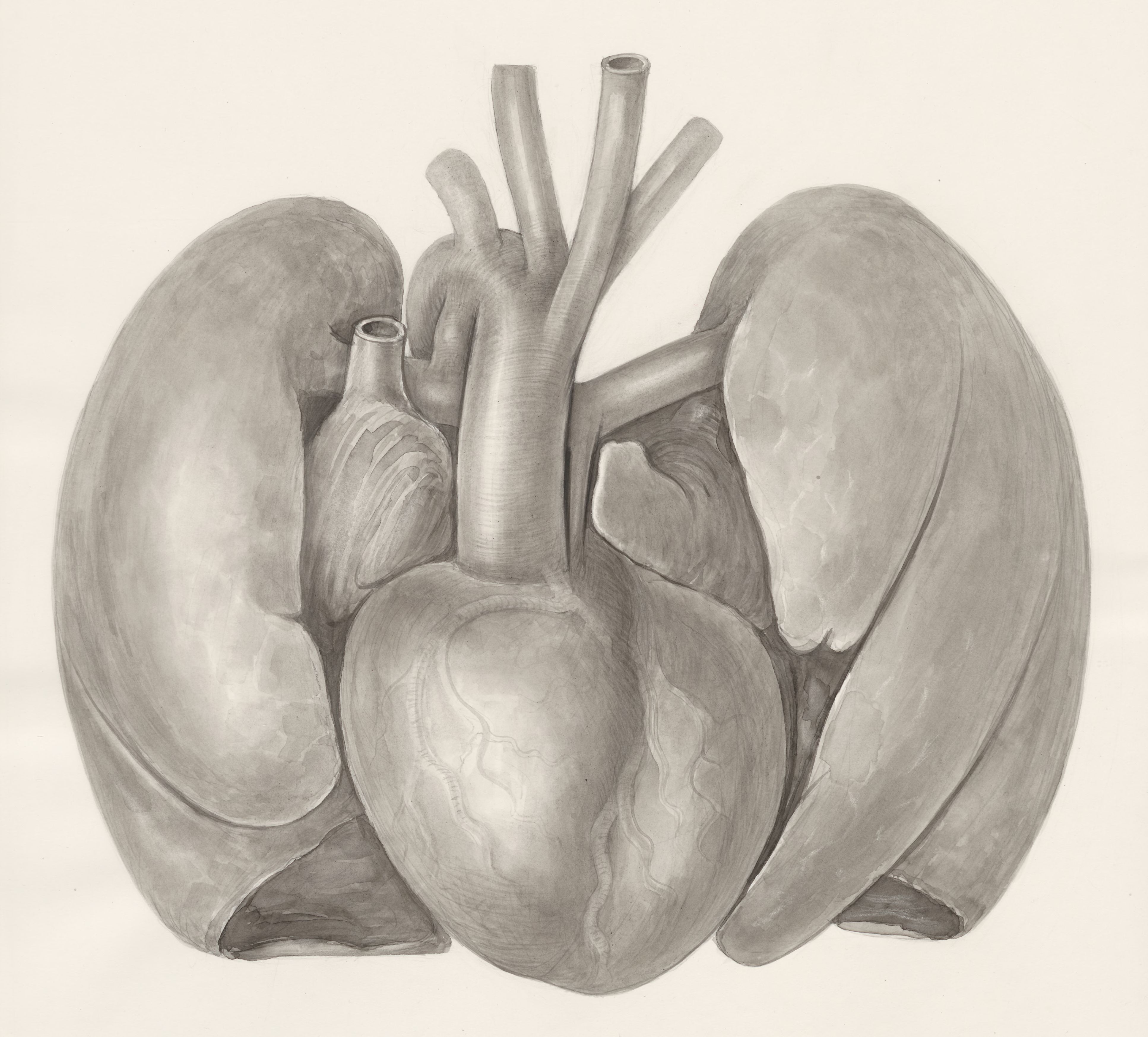 Heart and adjacent organs