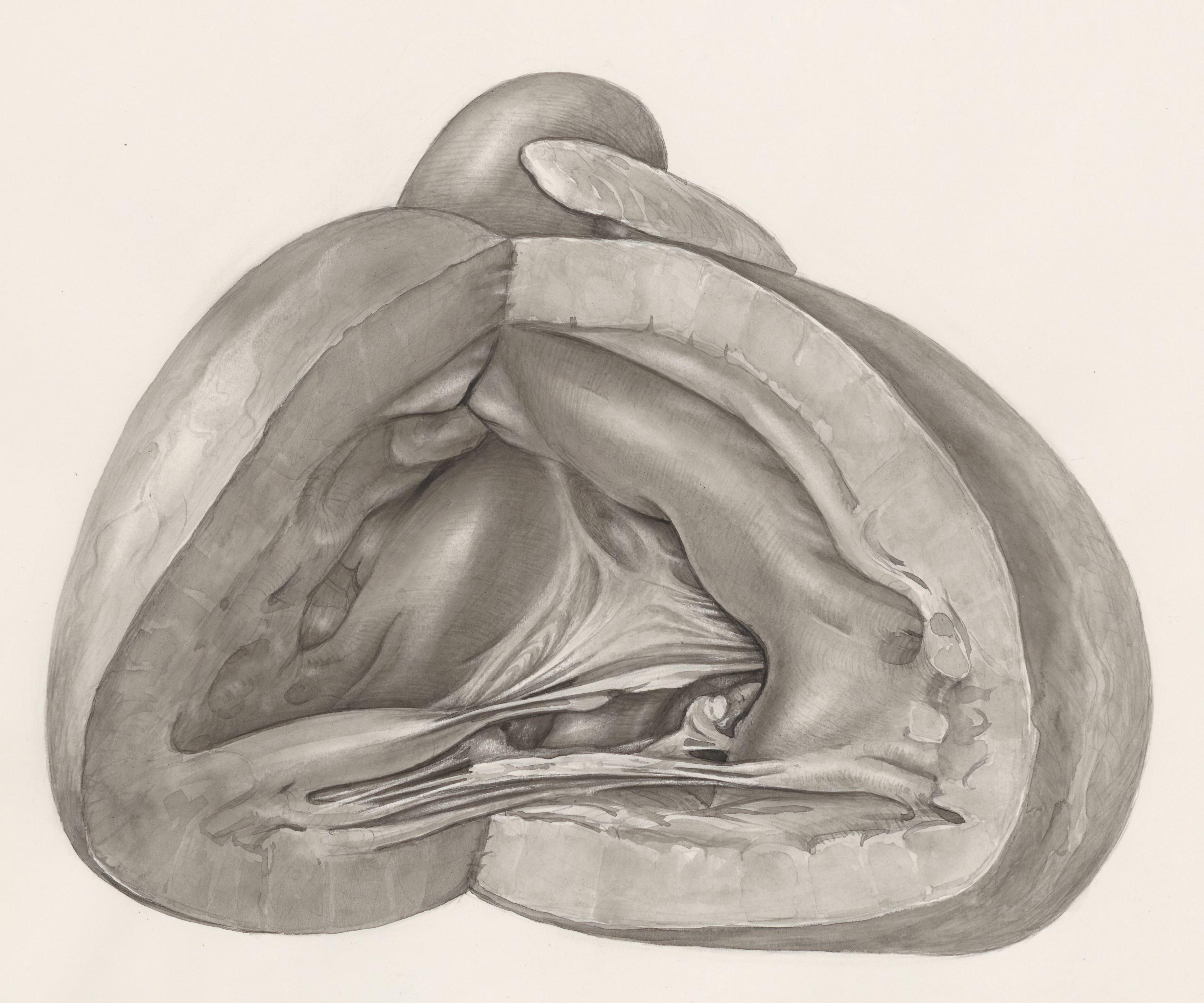 Heart