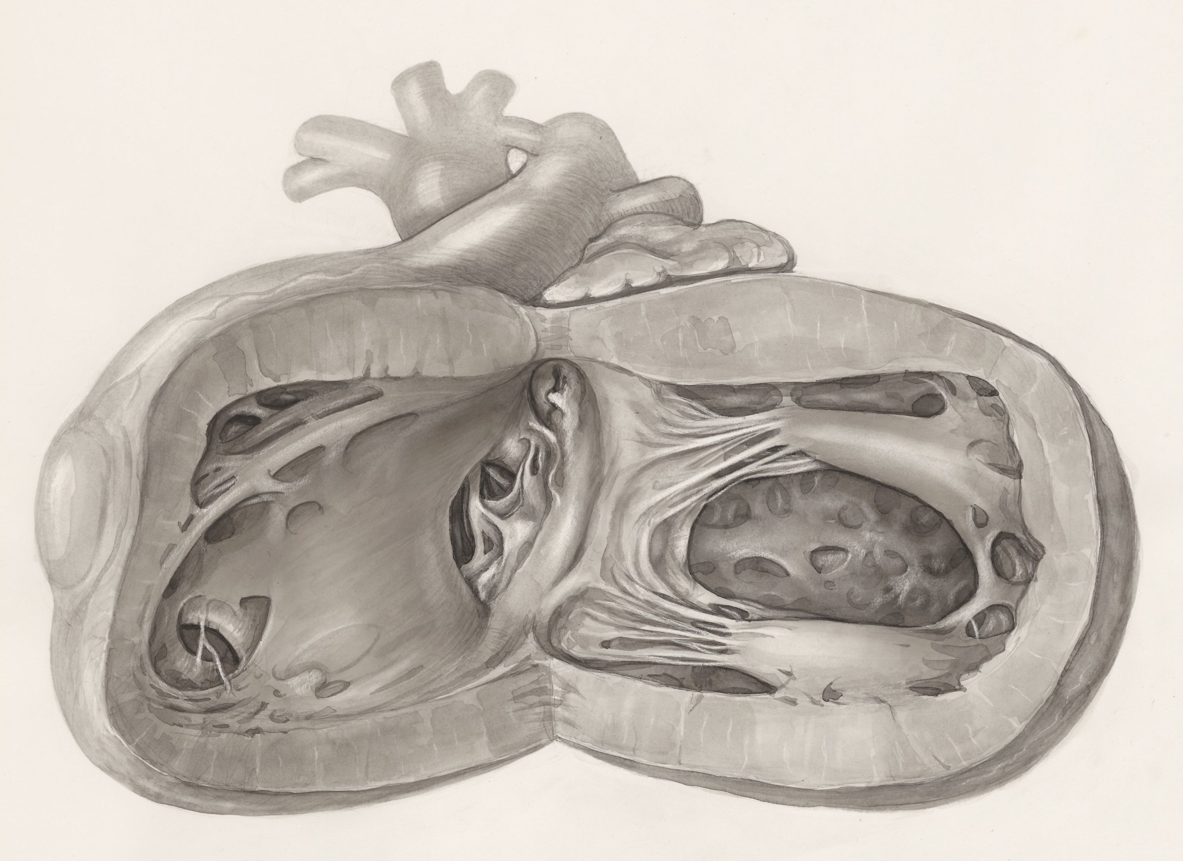 Heart