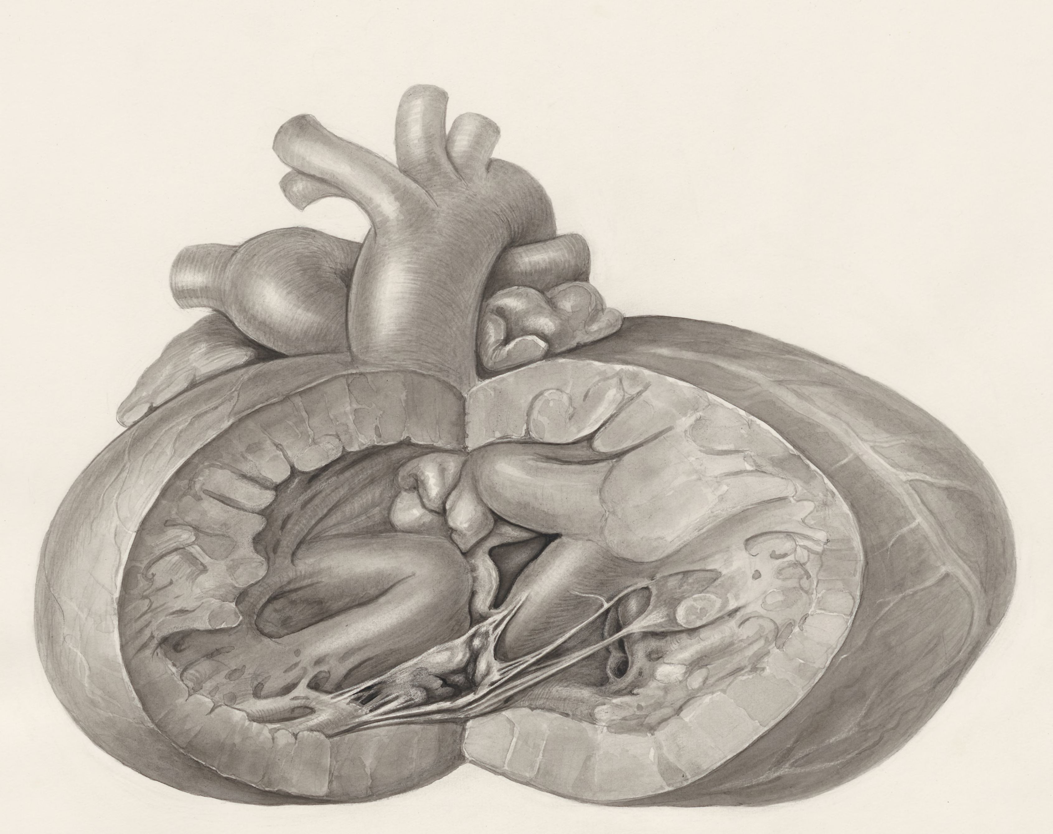 Heart