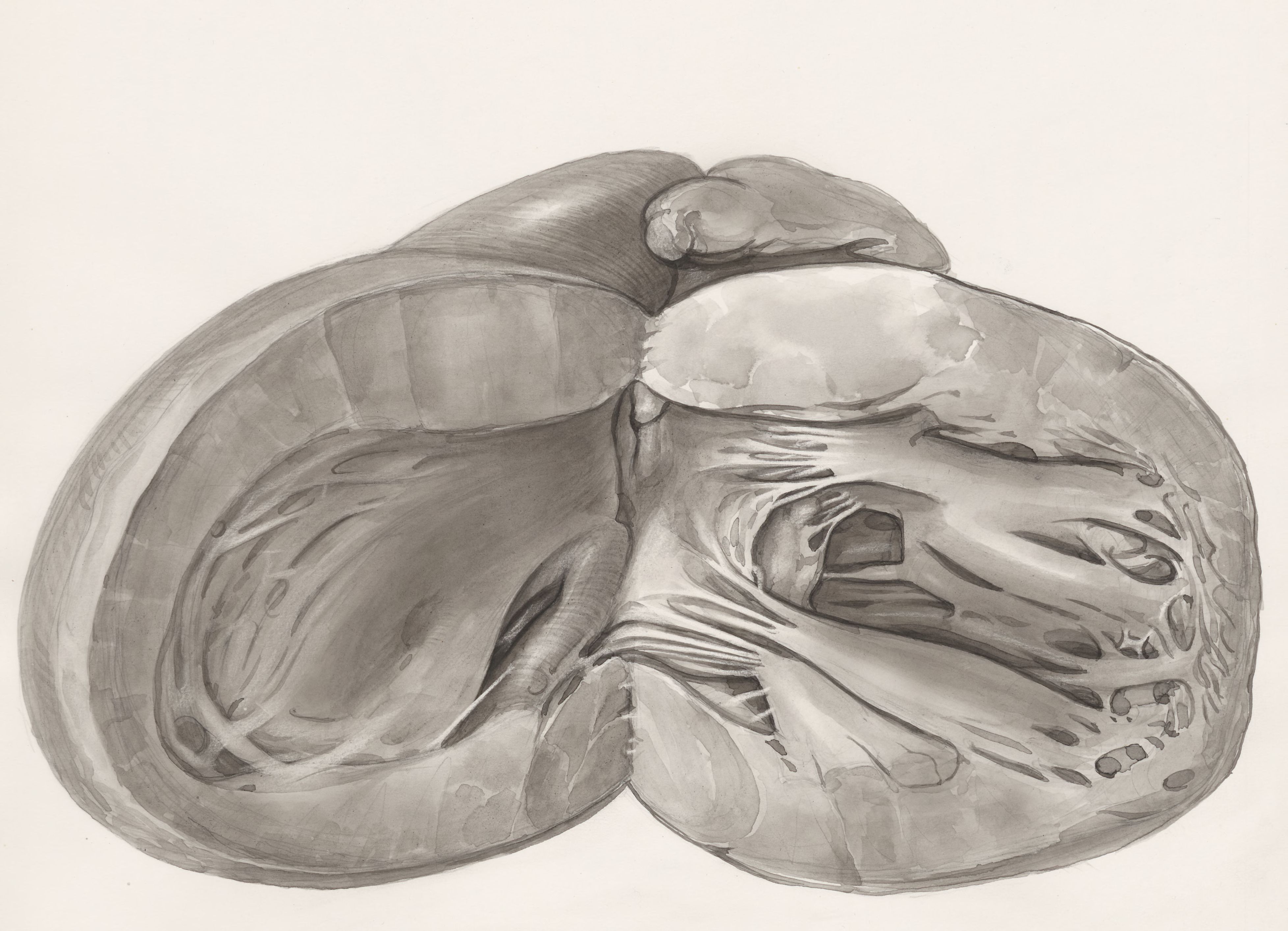 Heart