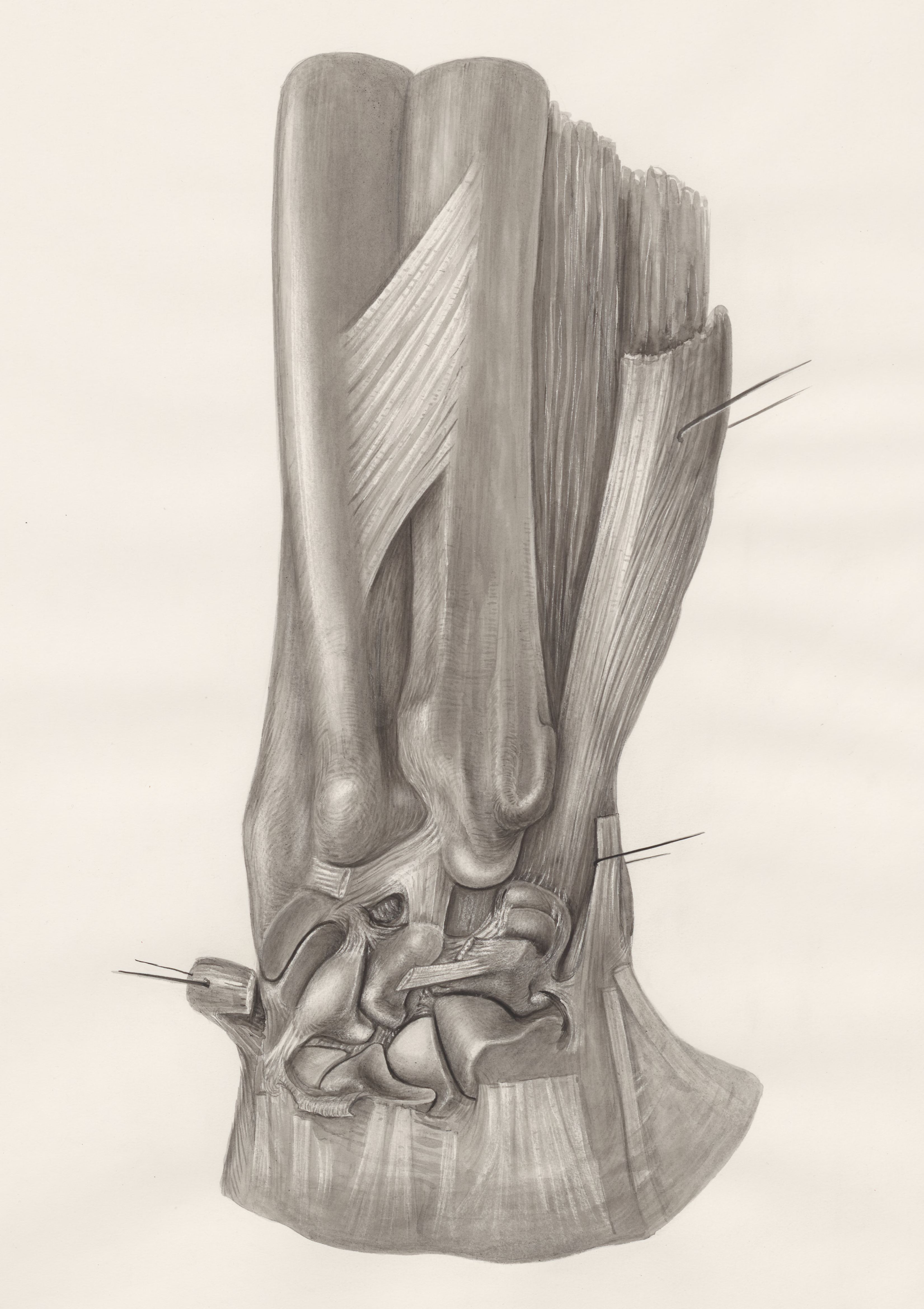 Musculoskeletal tissue of the upper extremities