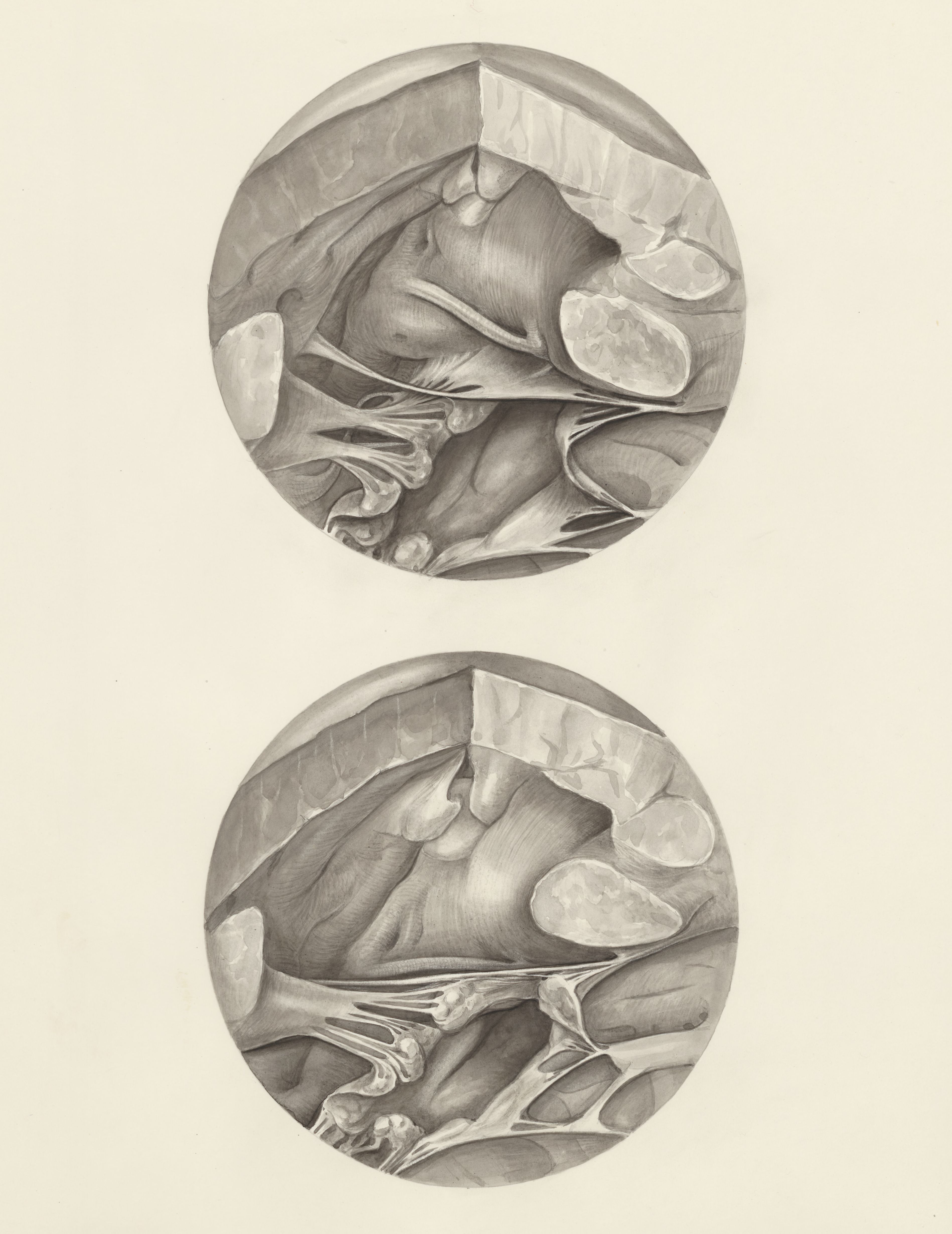 Two microscopic magnifications of parts of the heart