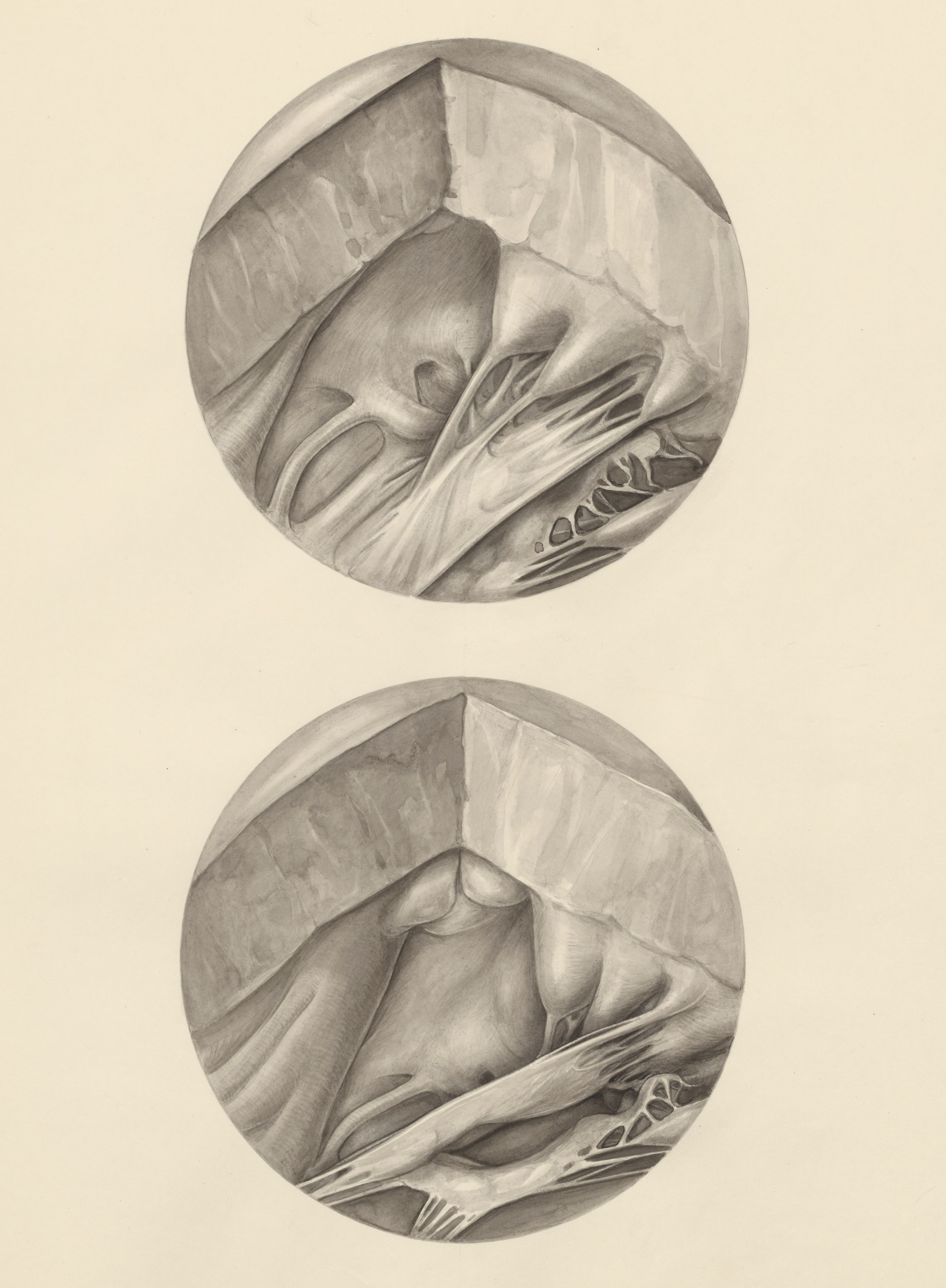 Two microscopic magnifications of parts of the heart