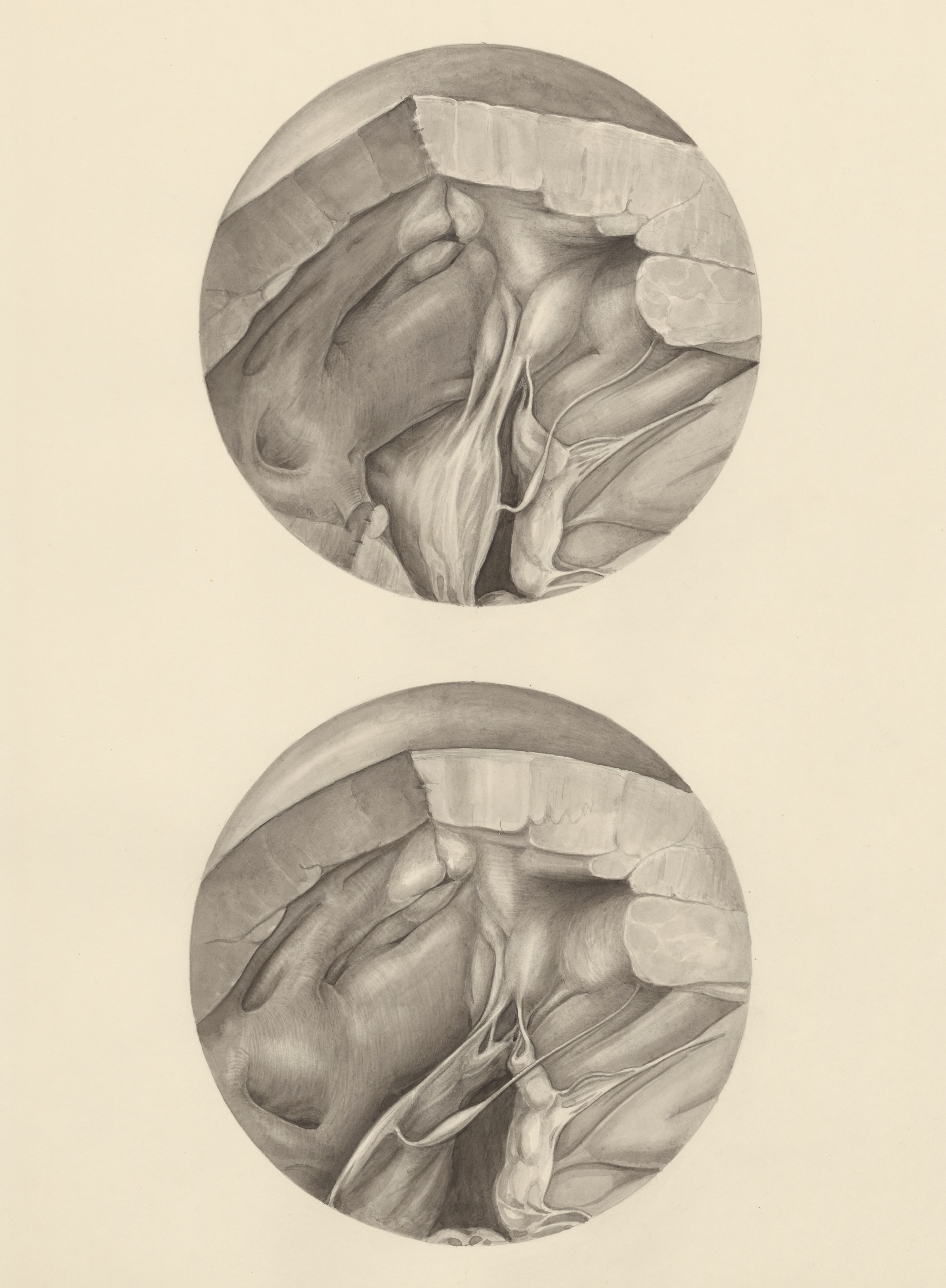 Two microscopic magnifications of parts of the heart