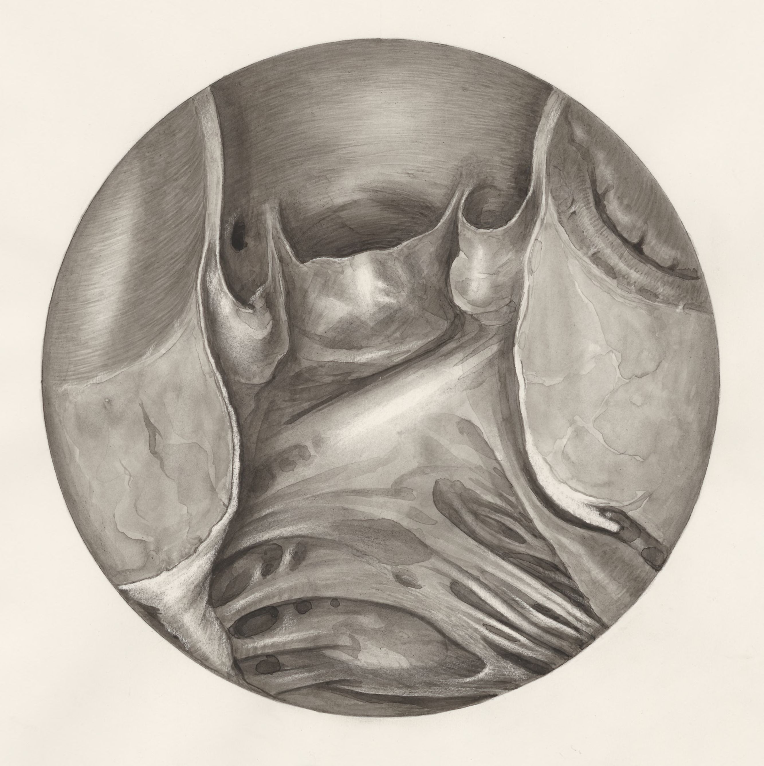Microscopic magnification of the heart