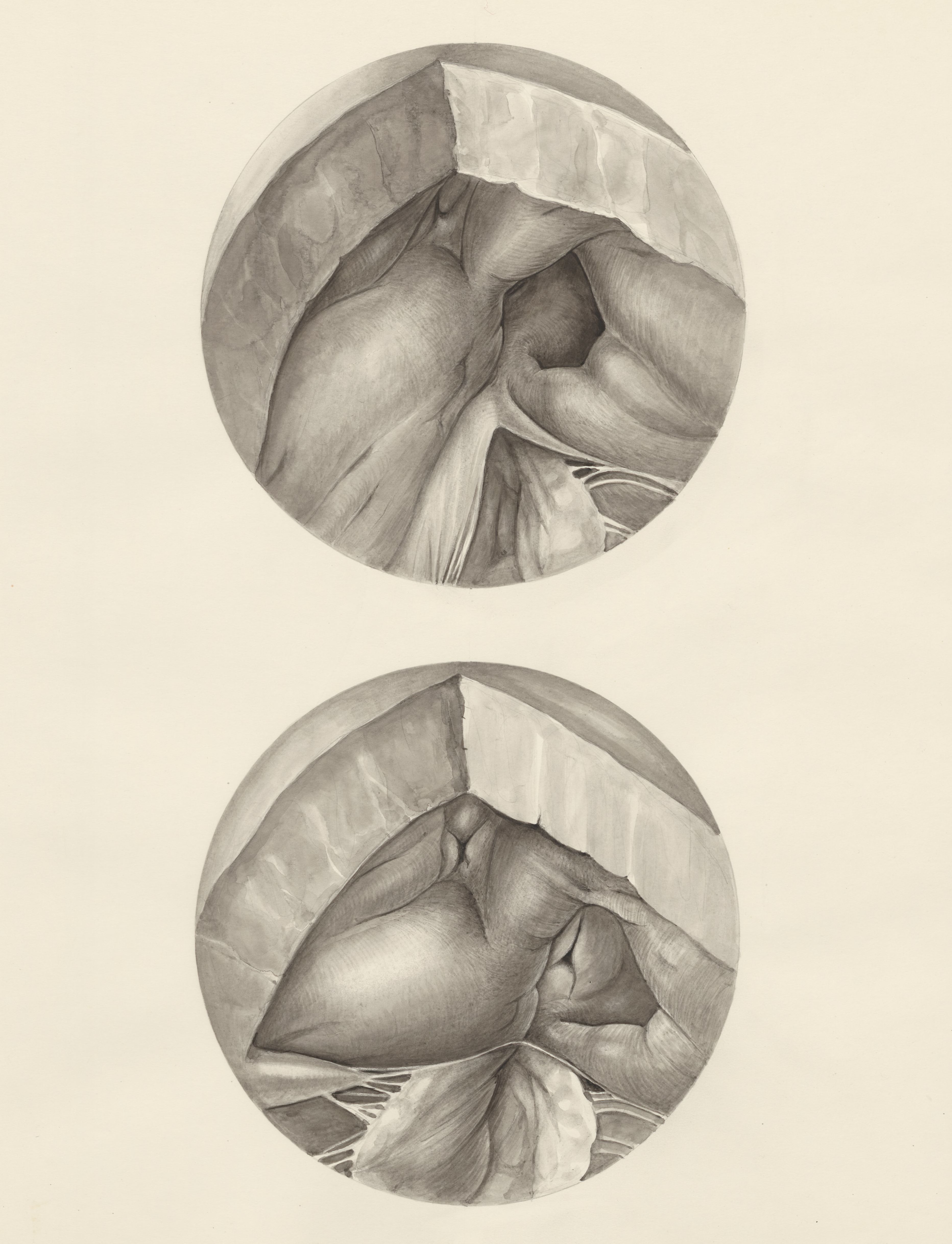 Two microscopic magnifications of parts of the heart