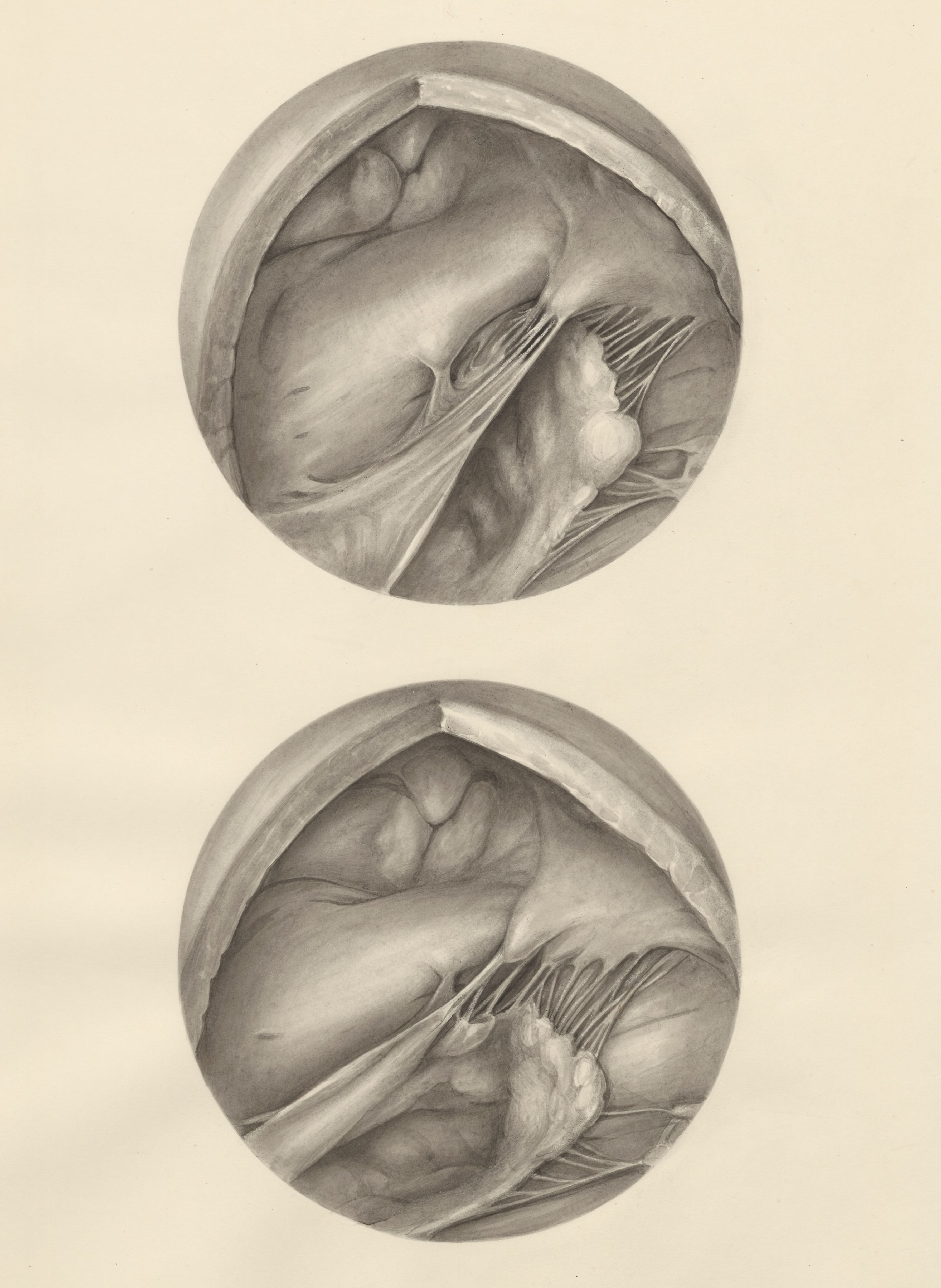 Two microscopic magnifications of parts of the heart