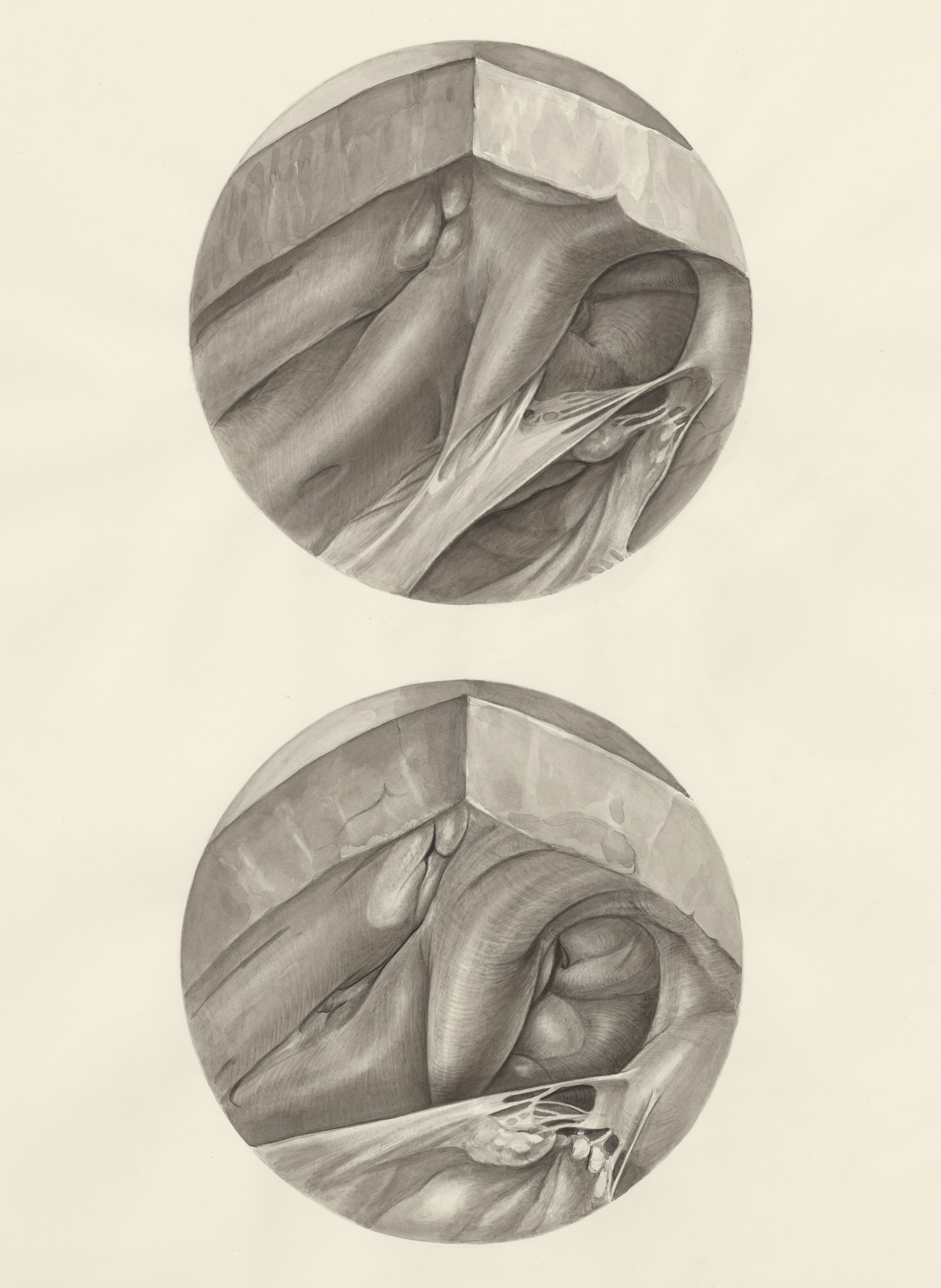 Two microscopic magnifications of parts of the heart
