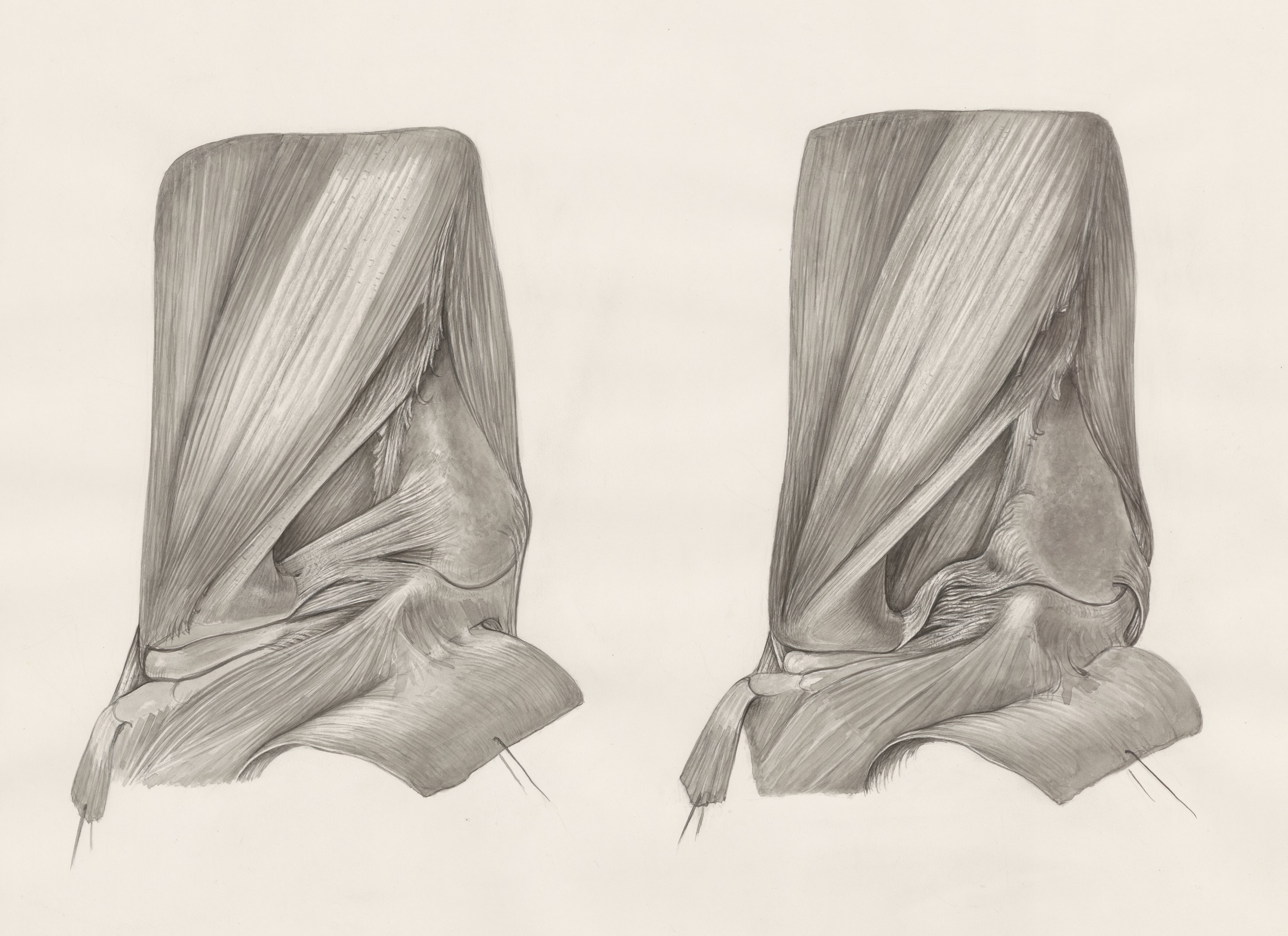Muscular tissue of the upper extremities