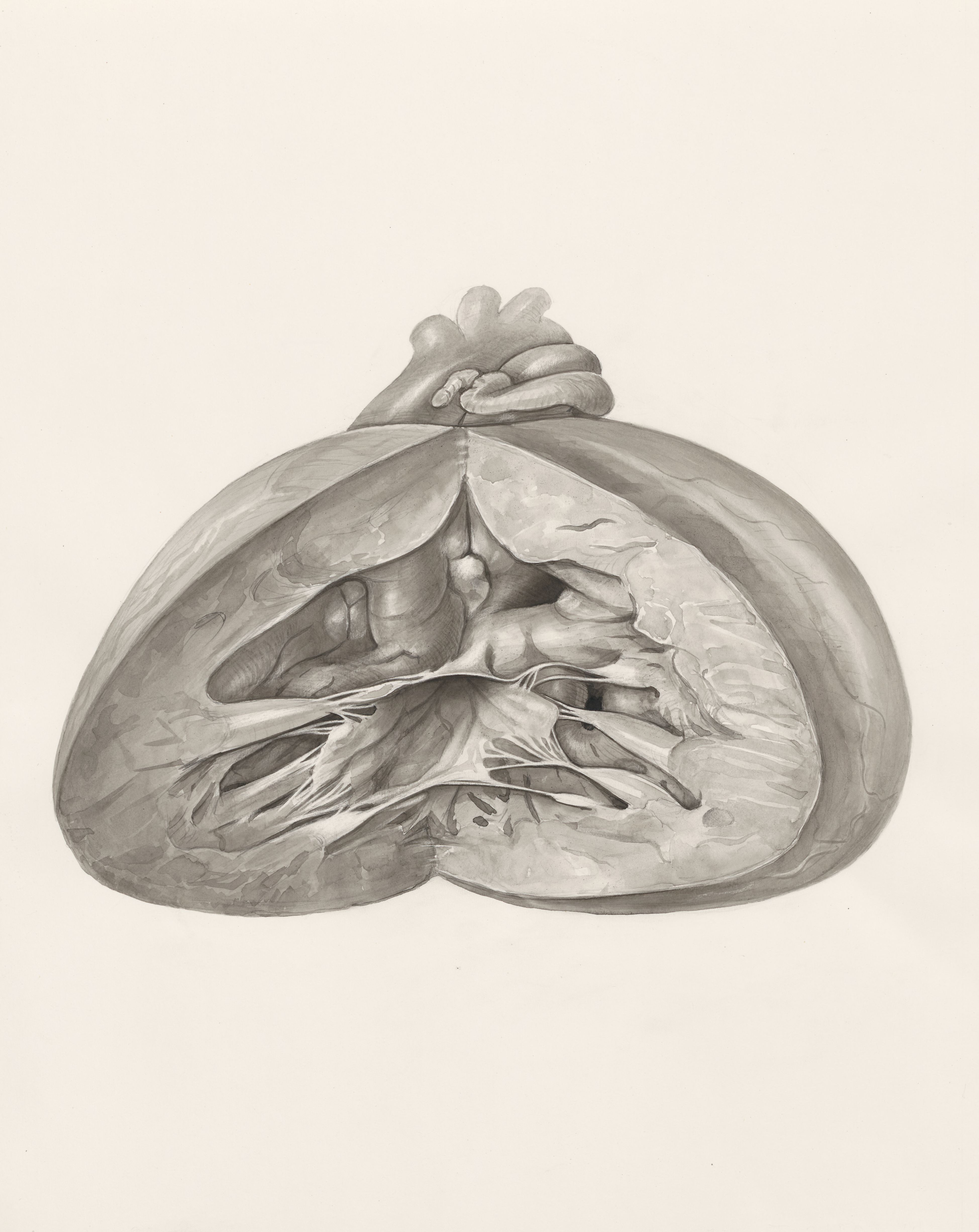 Heart