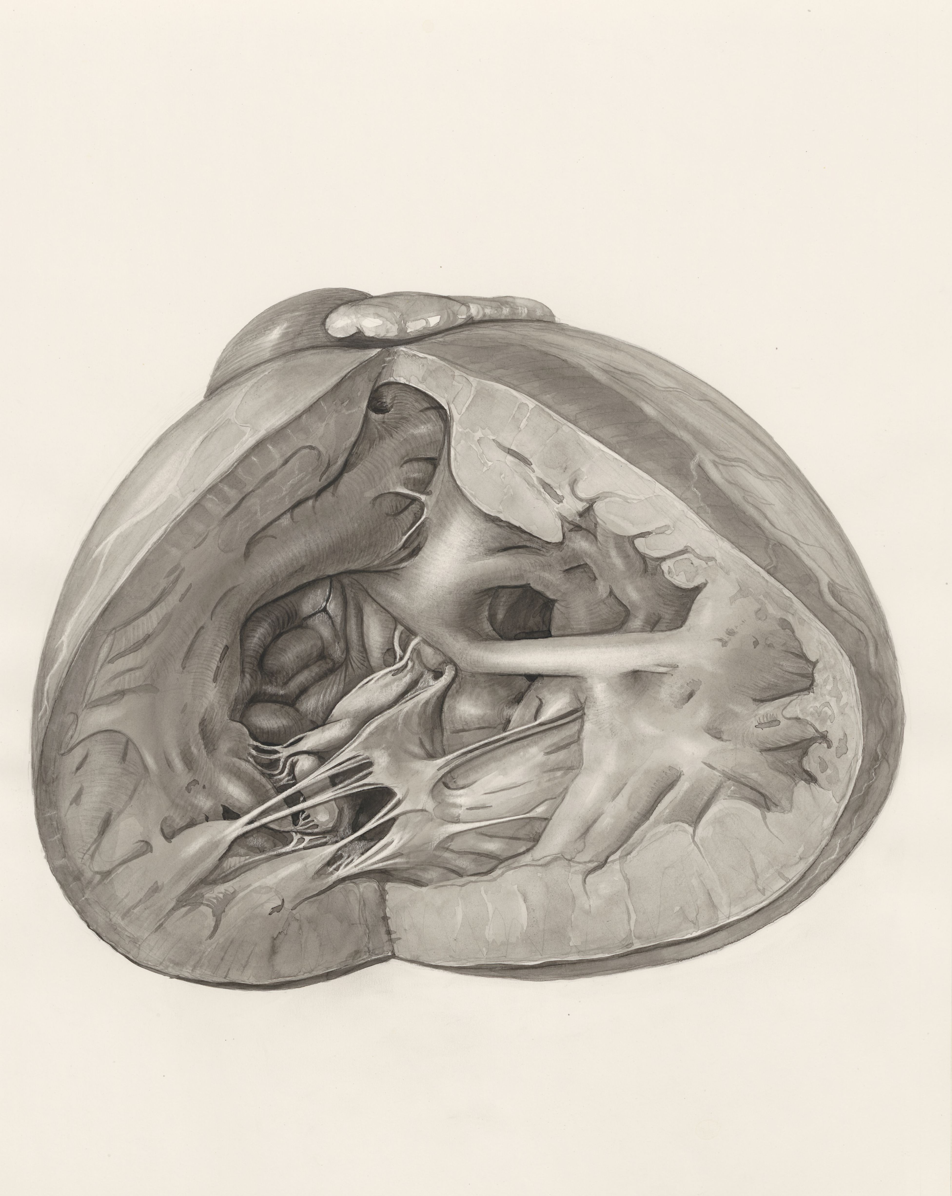 Heart