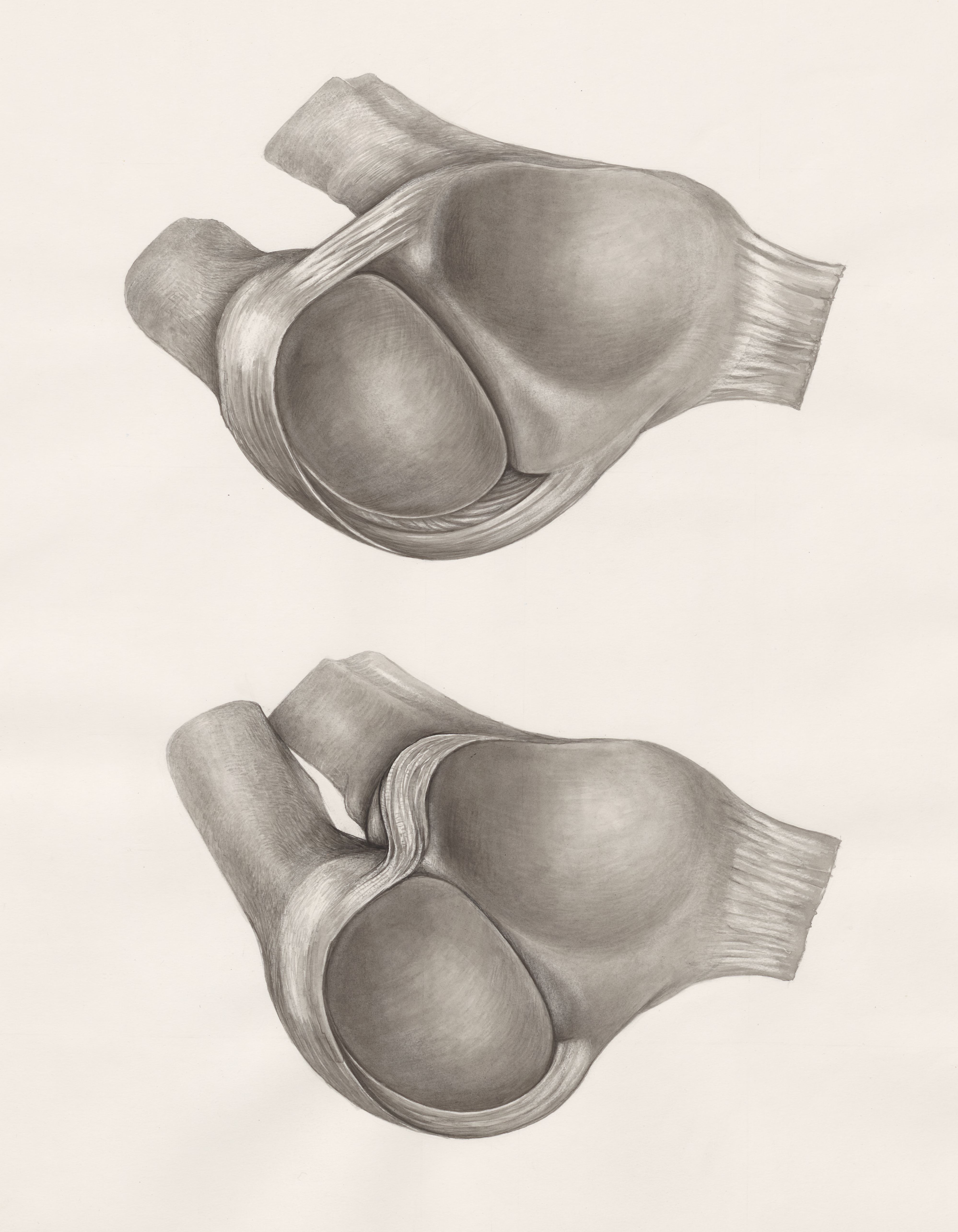 Joints of the hand or fingers